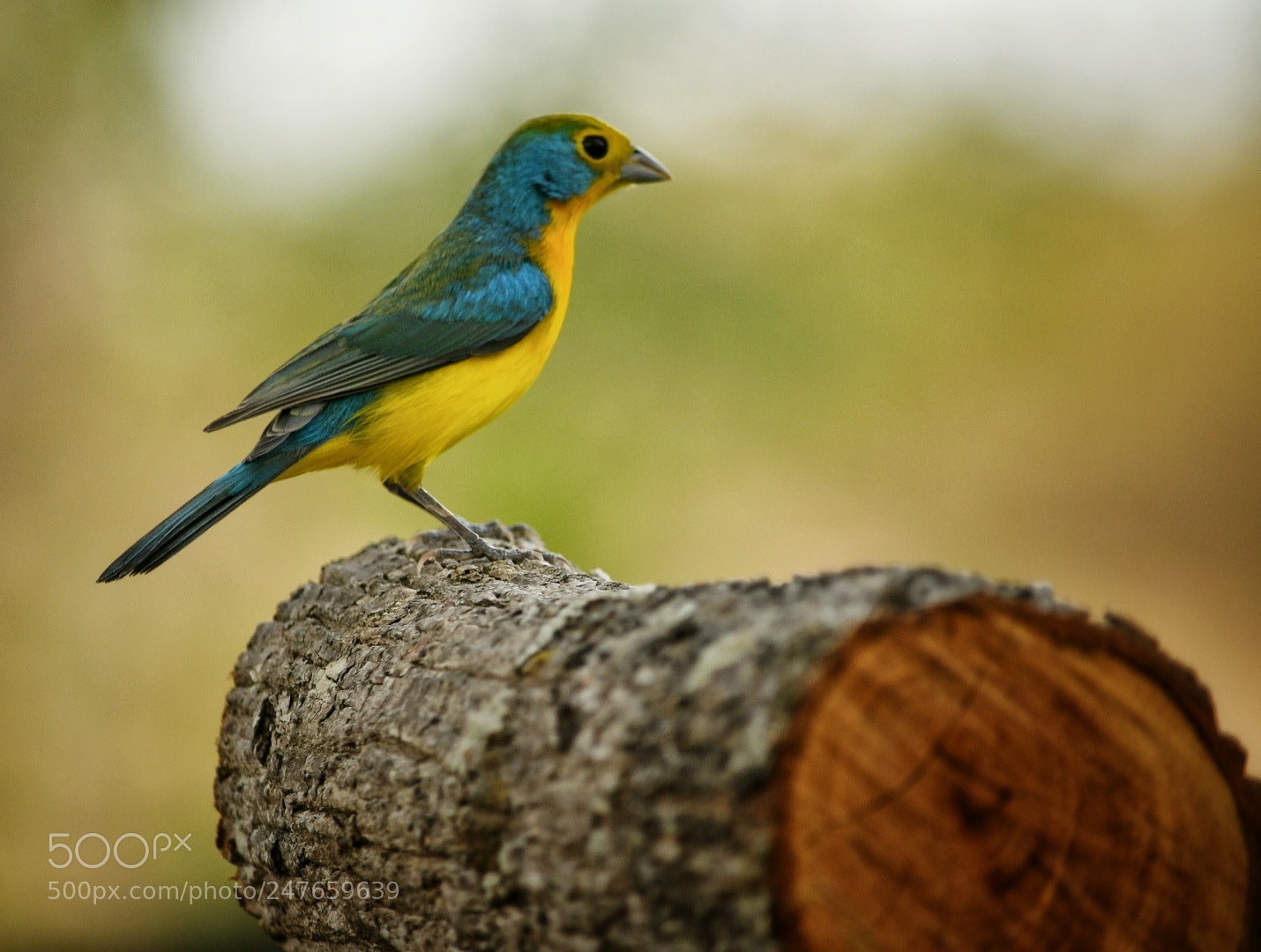 Nikon D7500 sample photo. Colorín pecho naranja photography