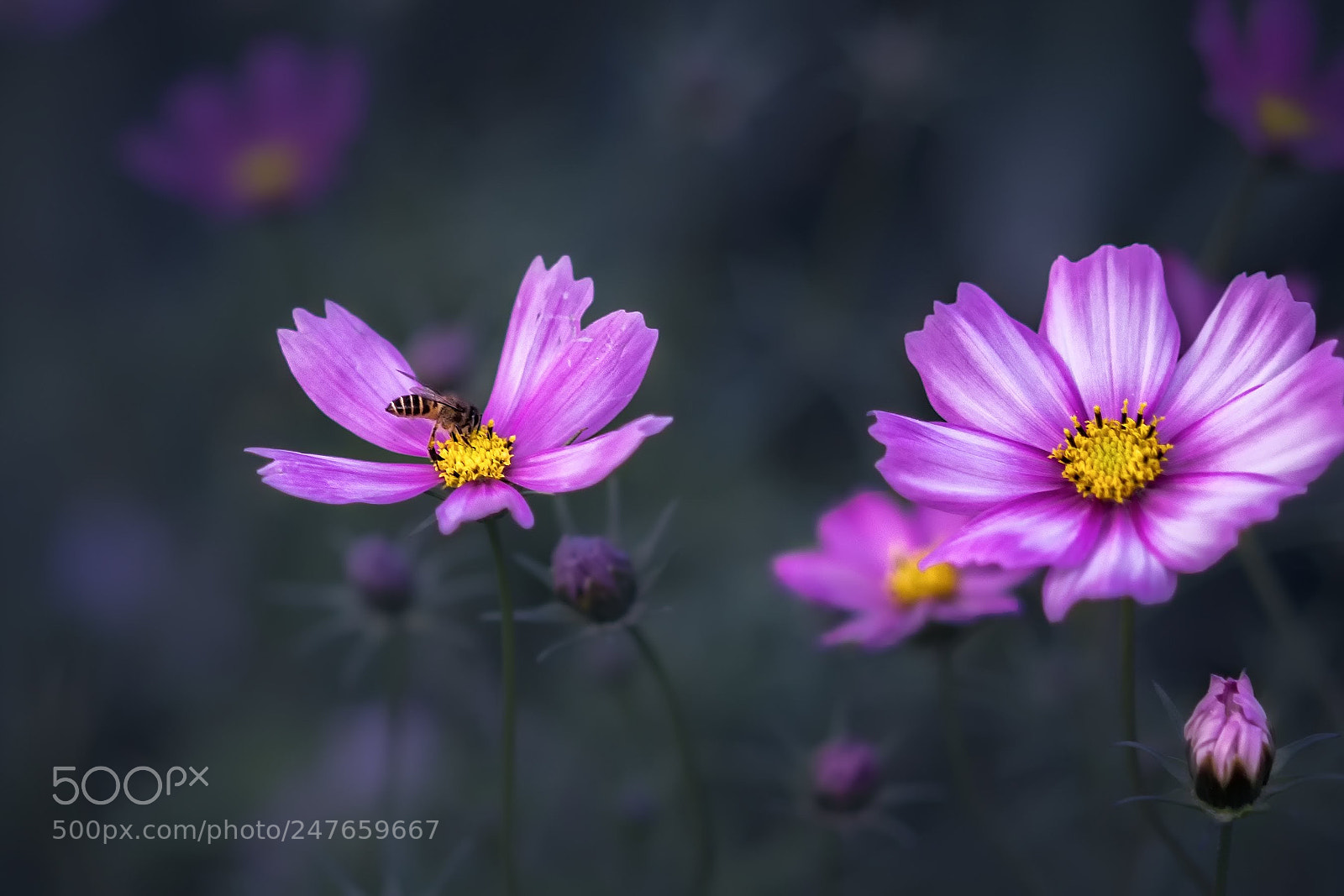 Sony a7 sample photo. 招蜂 photography