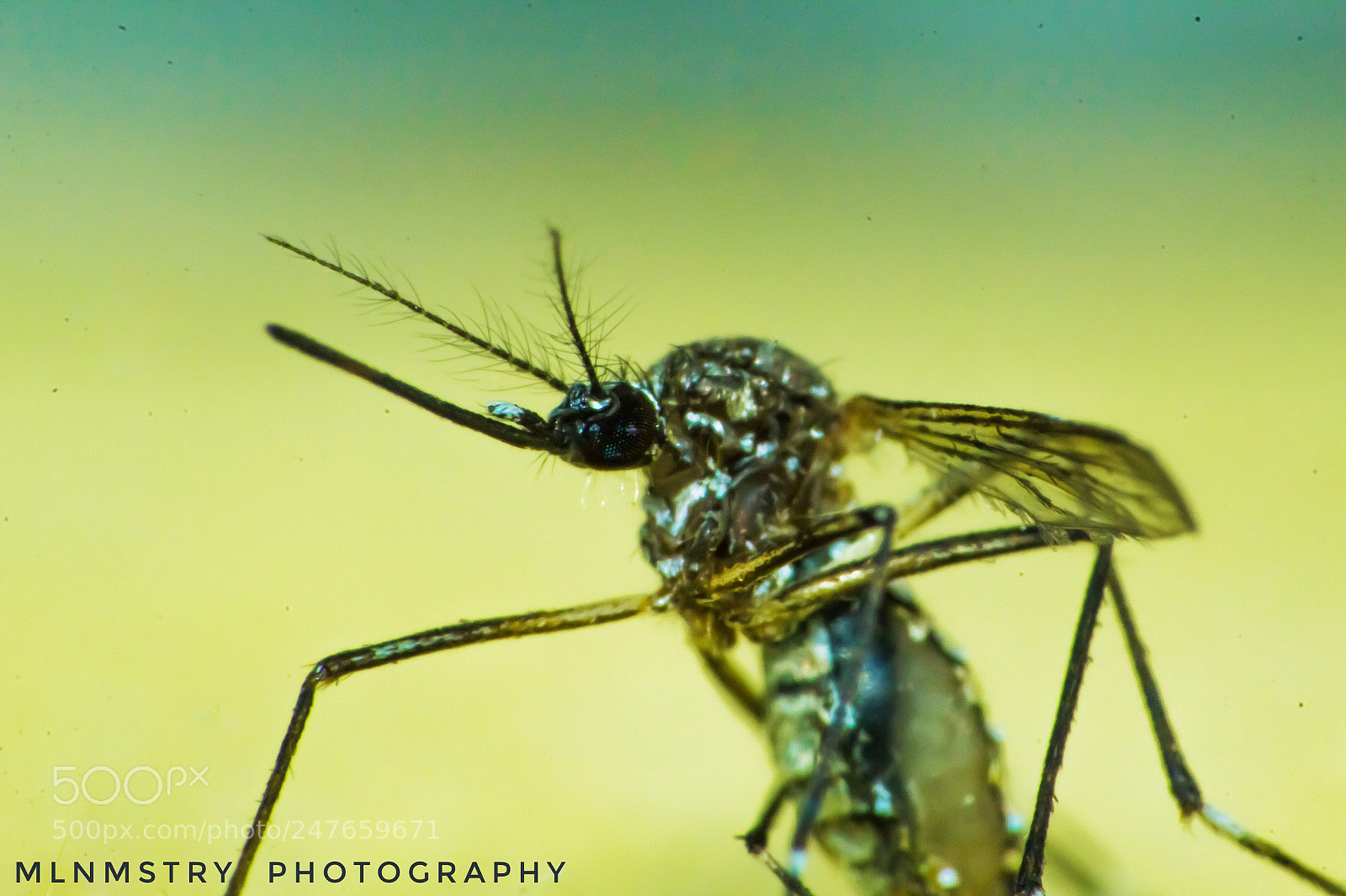 Canon EOS 1200D (EOS Rebel T5 / EOS Kiss X70 / EOS Hi) sample photo. A mosquito photography