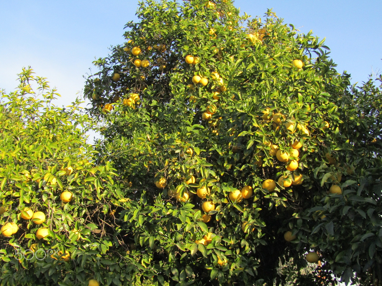 Canon PowerShot SX420 IS sample photo. Beautiful tree with lemons photography