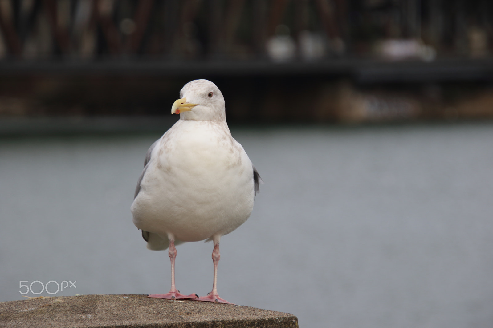 Canon EOS 7D Mark II + Canon EF 300mm F2.8L IS II USM sample photo. Just looking.. photography