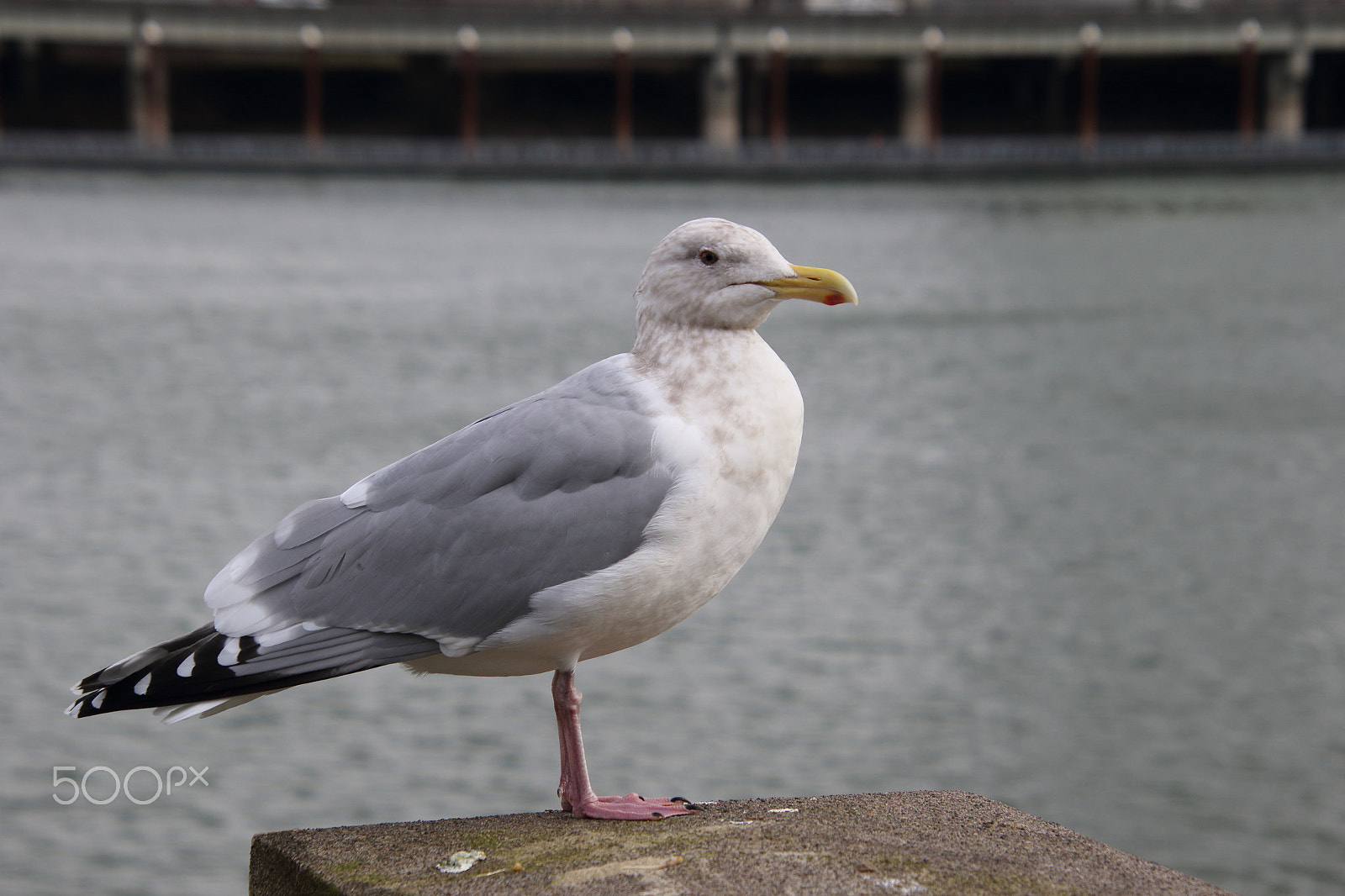 Canon EOS 7D Mark II + Canon EF 300mm F2.8L IS II USM sample photo. Just looking.. photography