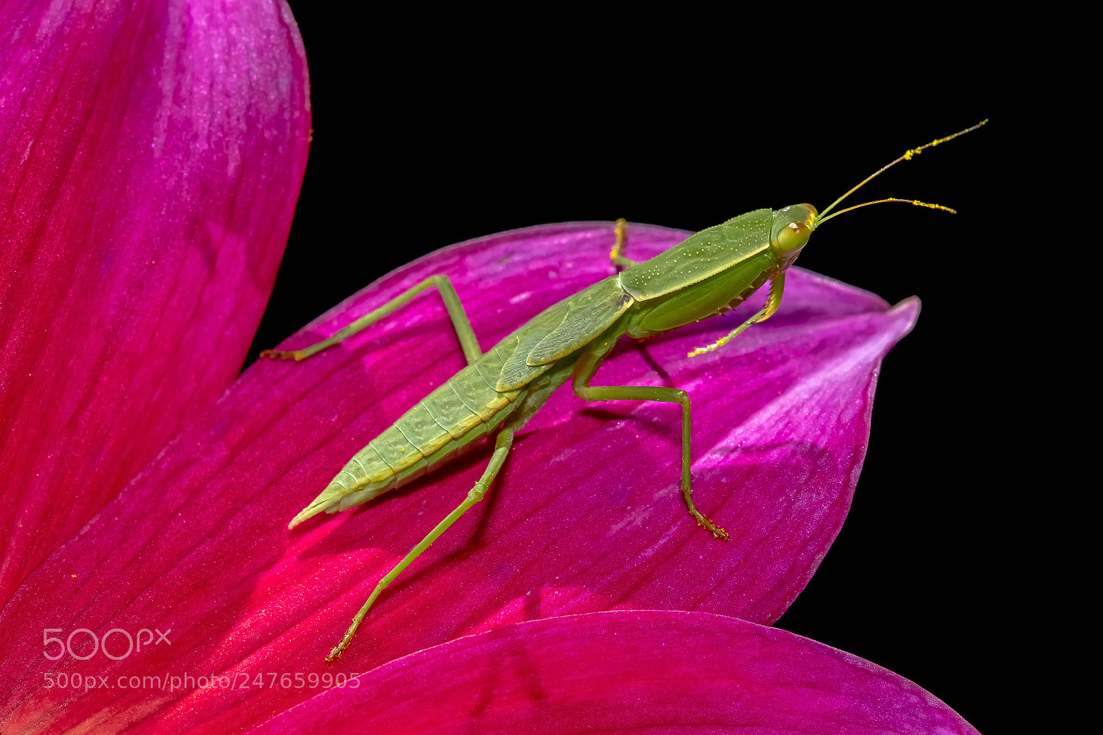 Canon EOS 7D Mark II sample photo. Praying mantis photography