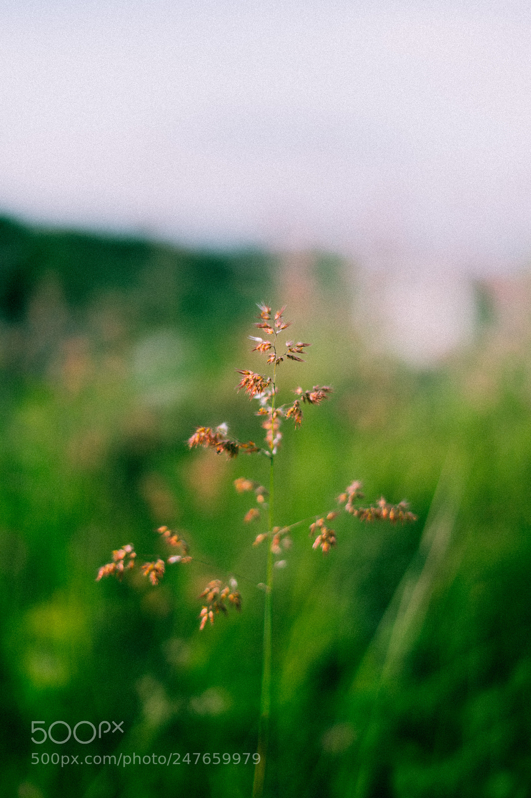 Sony a7 sample photo. Untitled photography