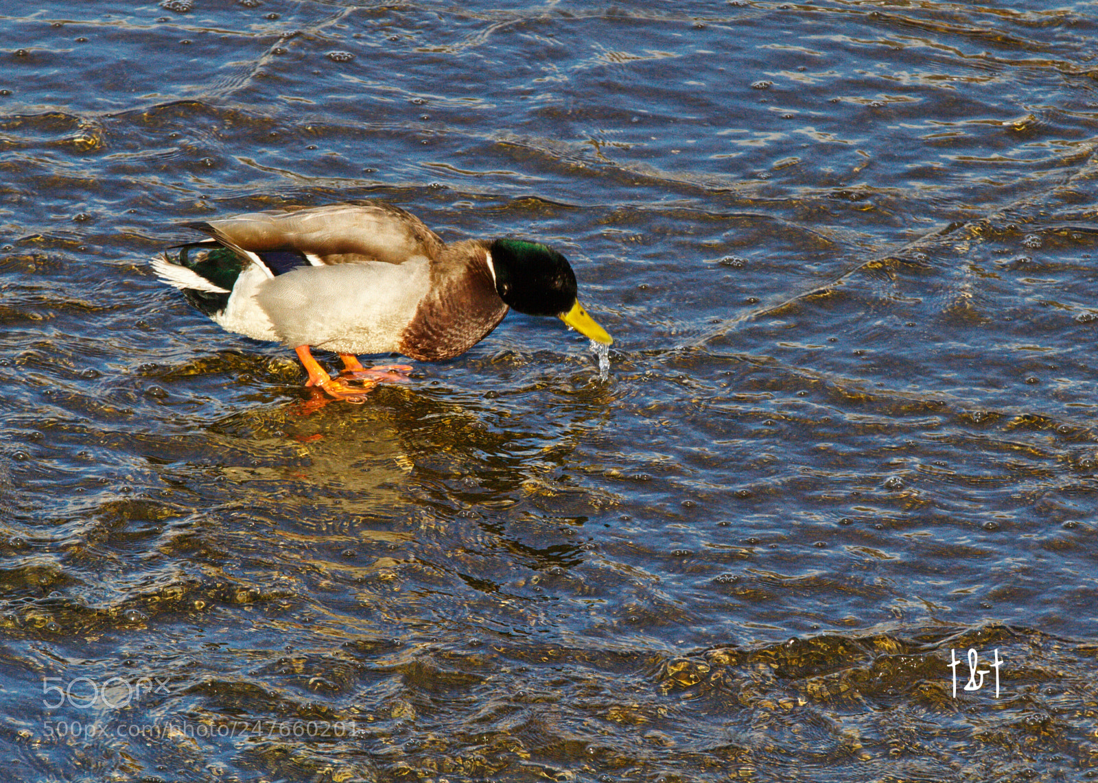 Canon EOS 7D sample photo. Untitled photography