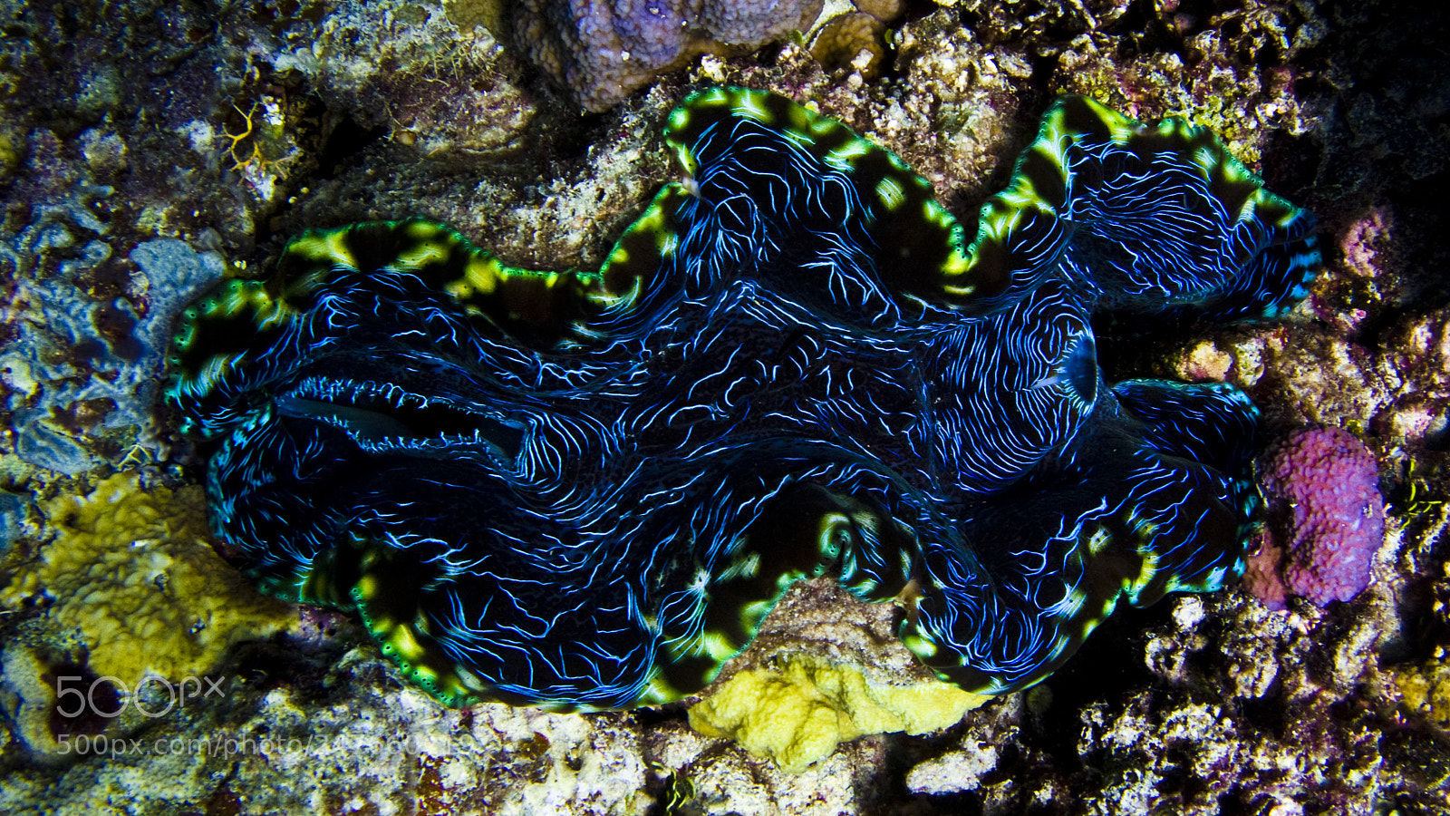 Canon POWERSHOT G9 sample photo. Neon clam photography