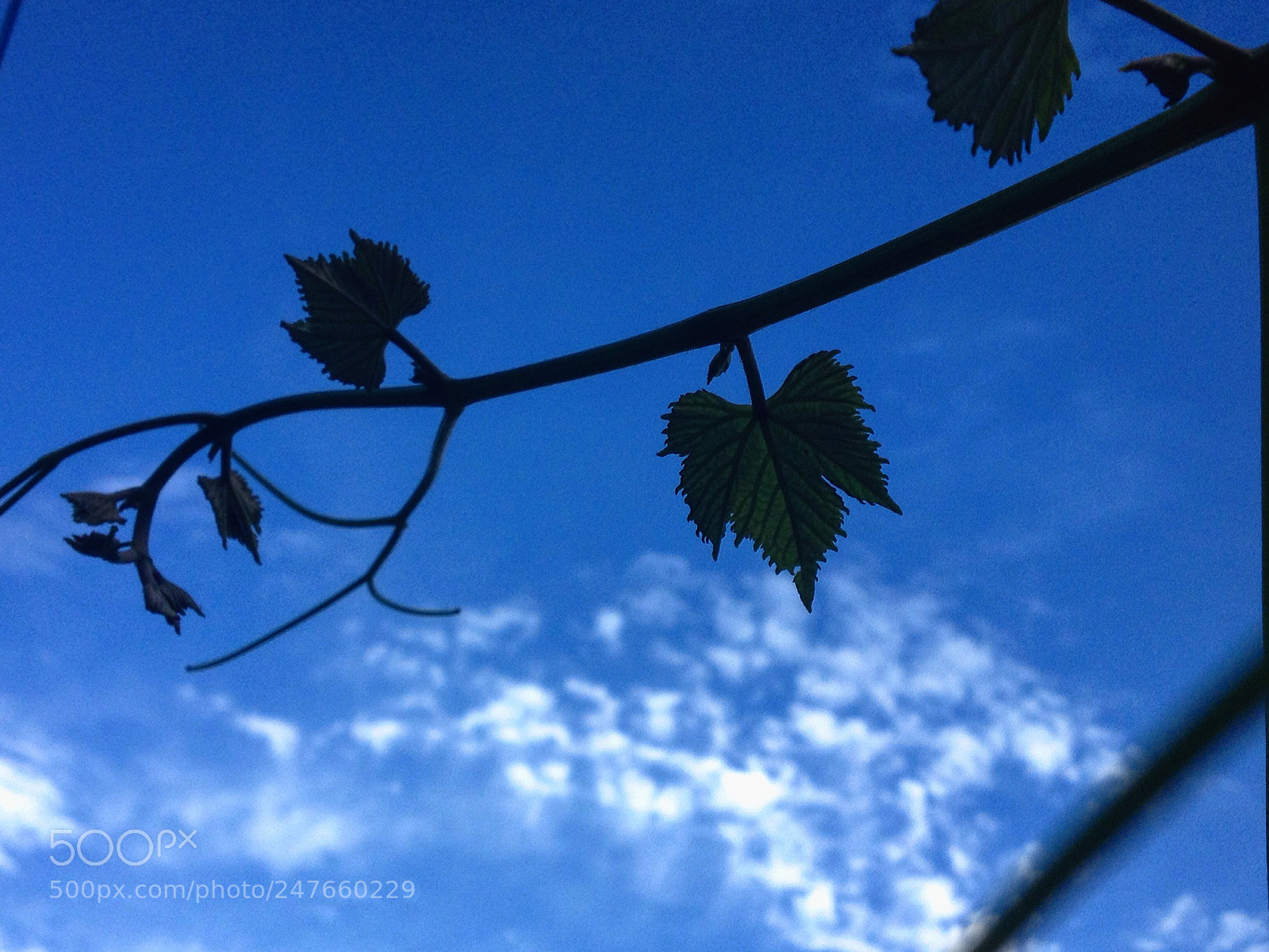 Apple iPhone 4S sample photo. Untitled photography