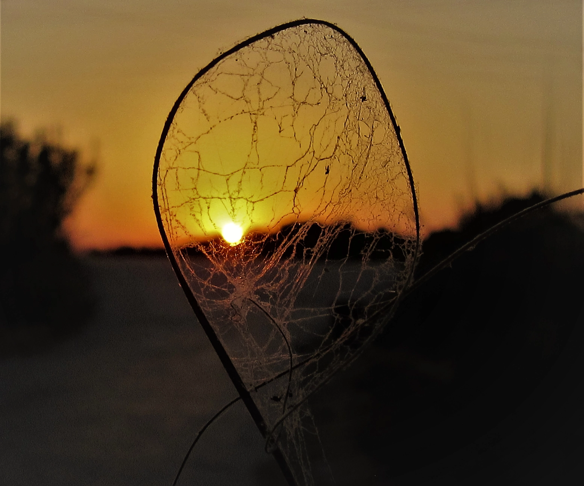 Canon PowerShot SX600 HS sample photo. Sunset back of spider web photography