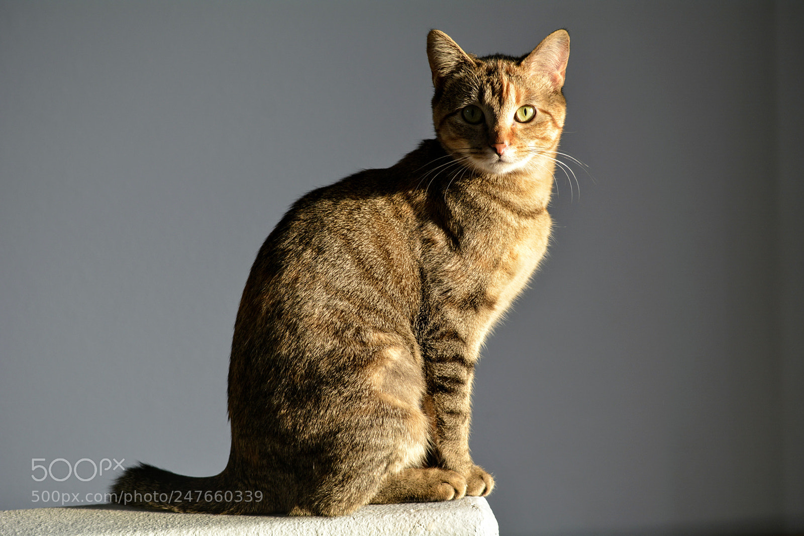 Nikon D7100 sample photo. Untitled photography
