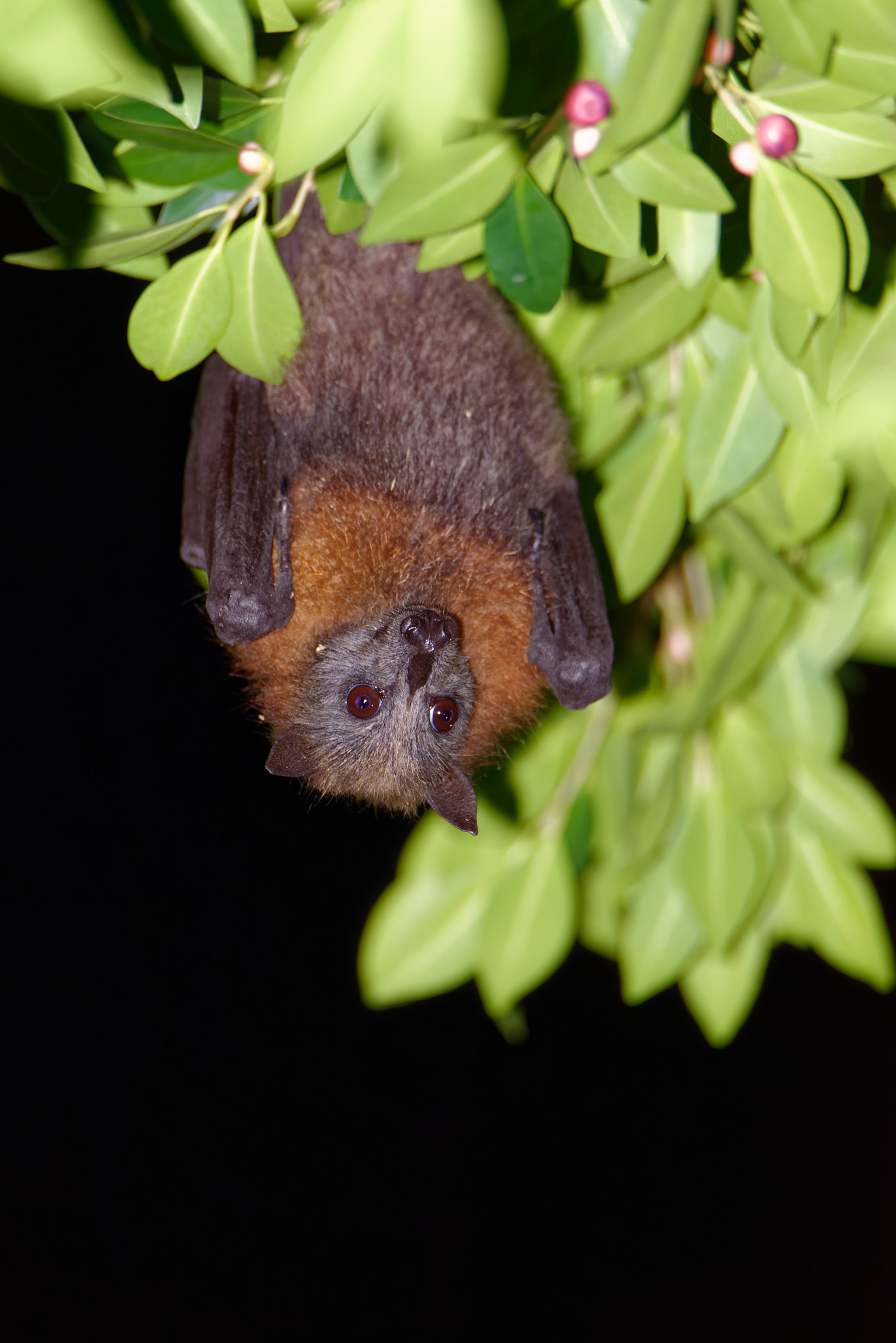 Nikon D800E sample photo. The grey-headed flying fox pteropus poliocephalus photography