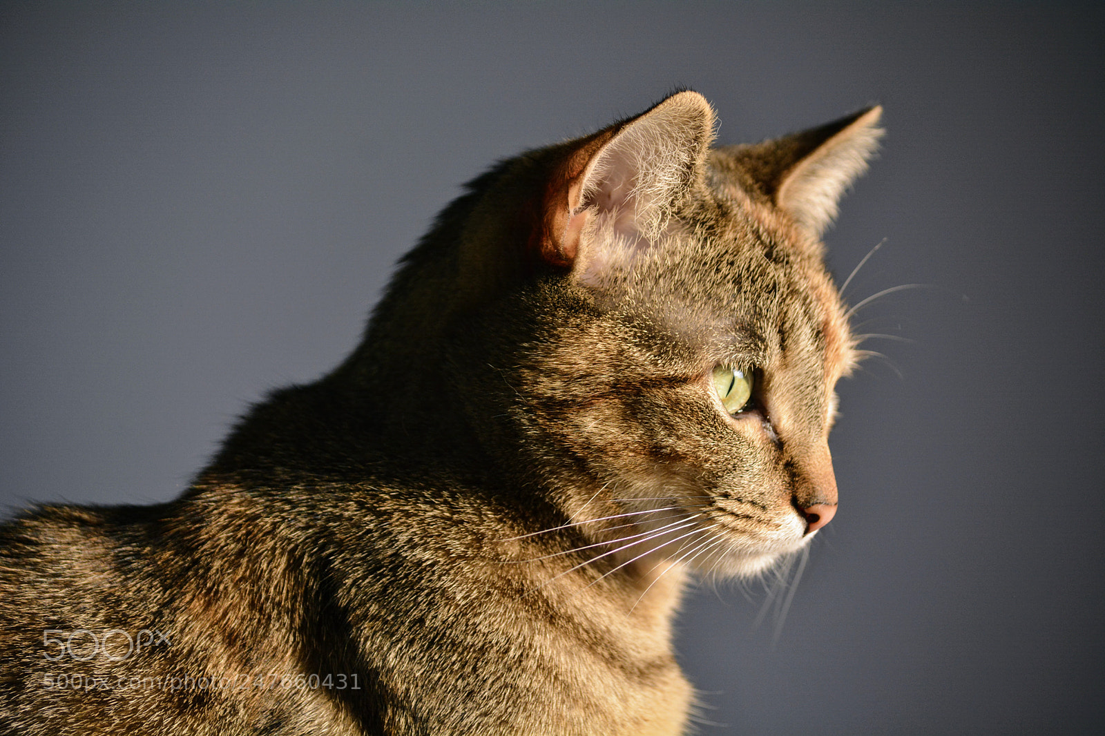 Nikon D7100 sample photo. Untitled photography