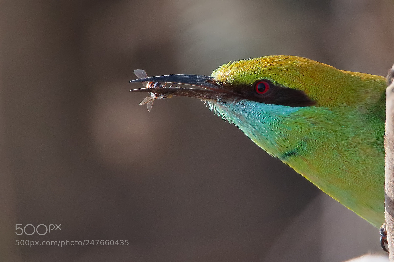 Canon EOS 7D Mark II sample photo. Green bee-eater photography
