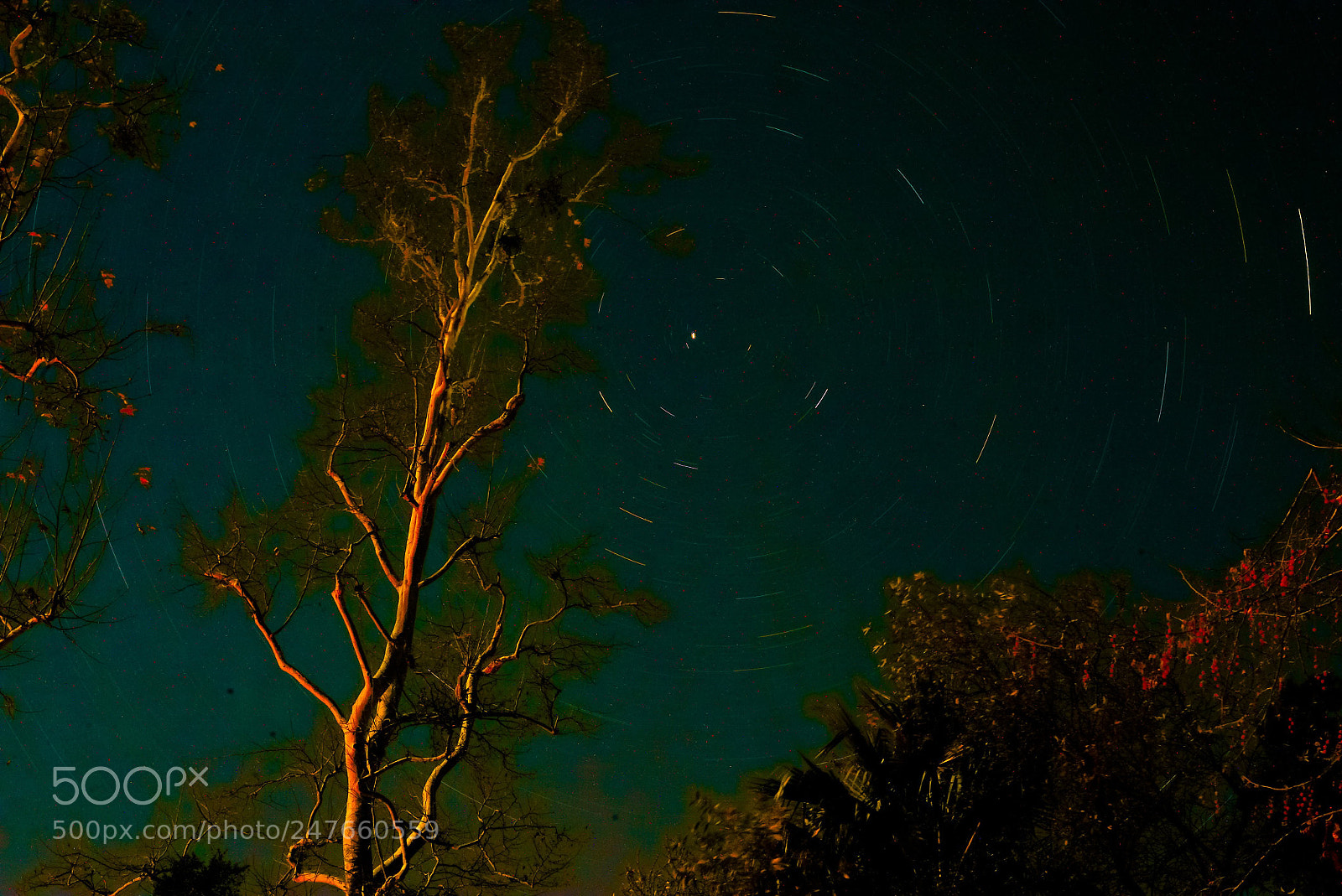 Sony a7S II sample photo. Star trails around the photography