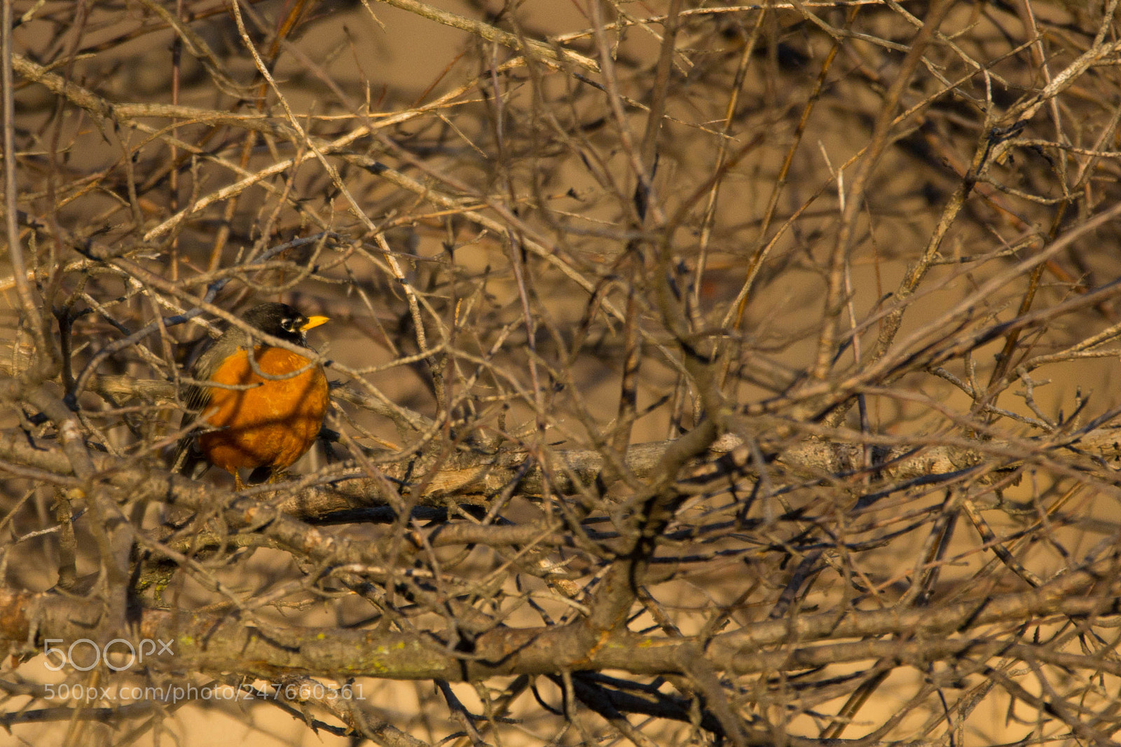 Sony Alpha NEX-7 sample photo. The robin photography
