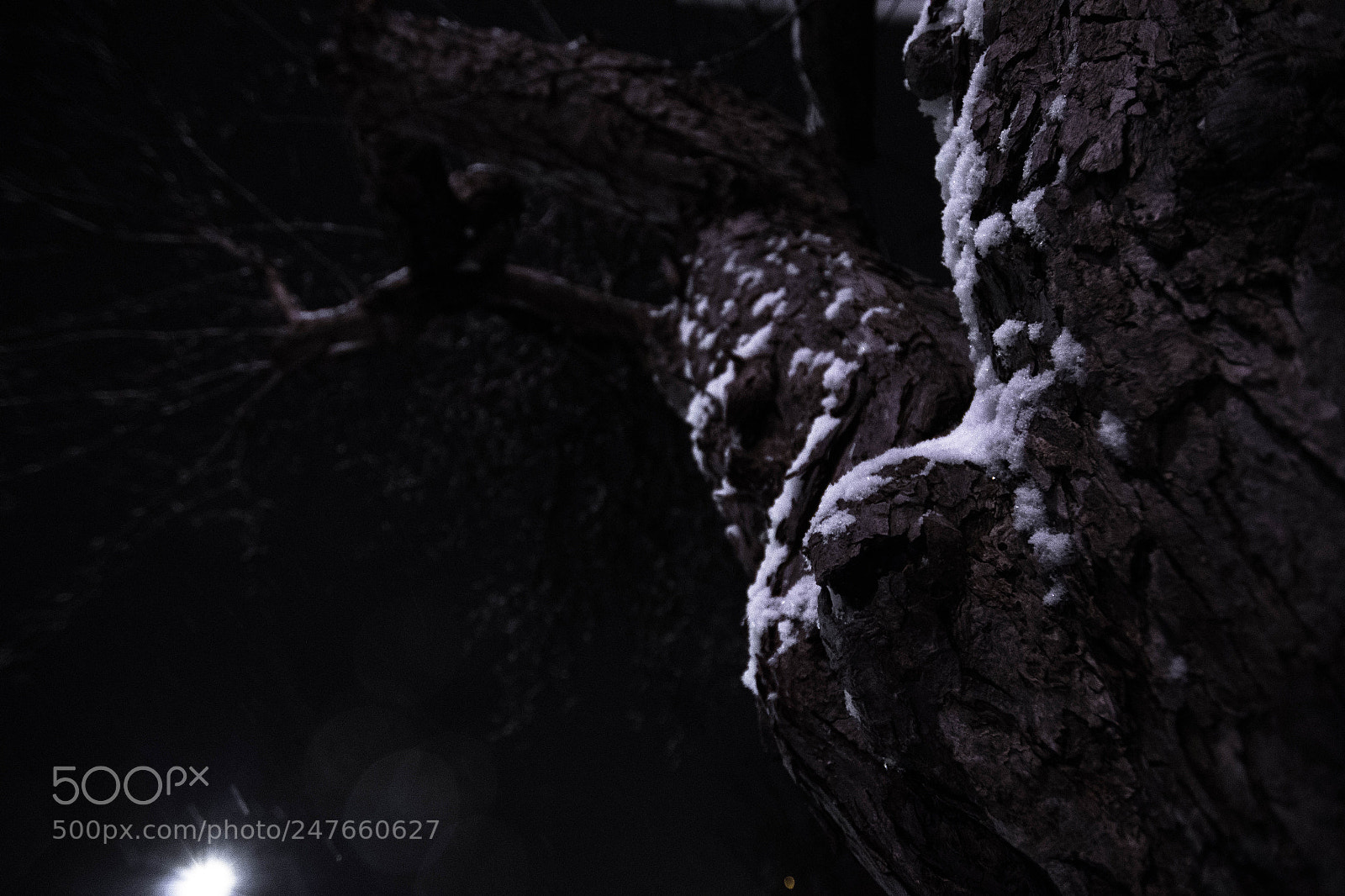 Pentax K-S2 sample photo. Winter bark photography
