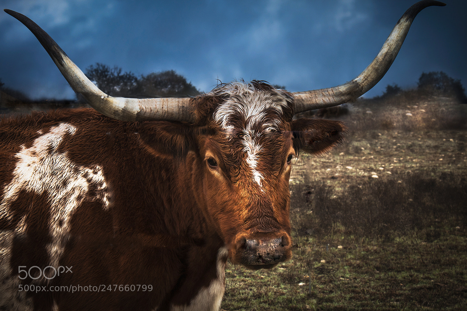 Canon EOS 80D sample photo. Longhorn photography