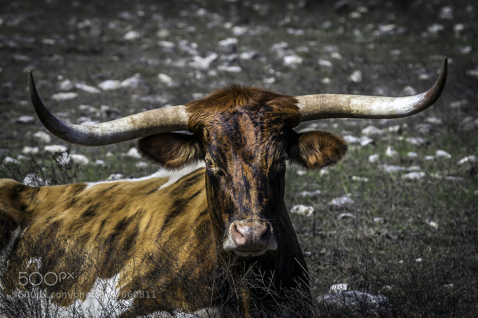 Canon EOS 80D sample photo. Longhorn photography