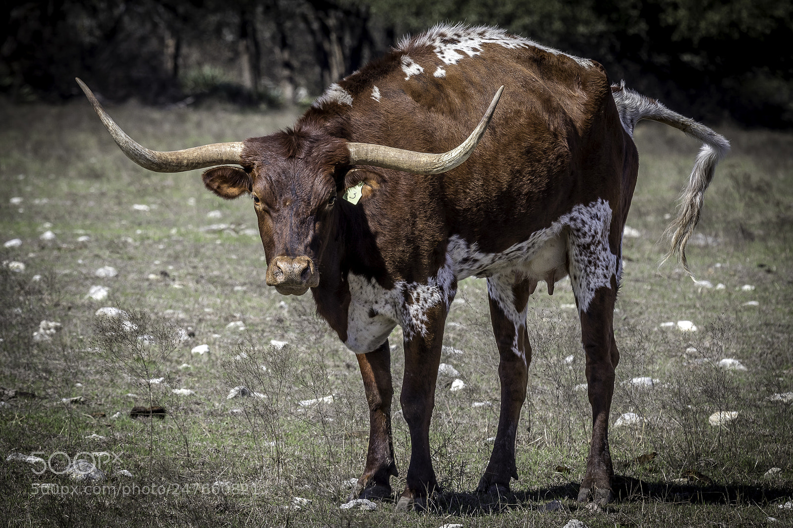 Canon EOS 80D sample photo. Longhorn photography