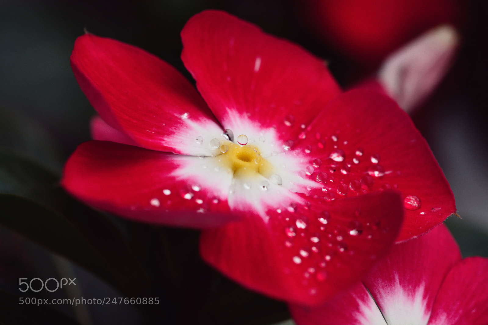 Nikon D7100 sample photo. Untitled photography