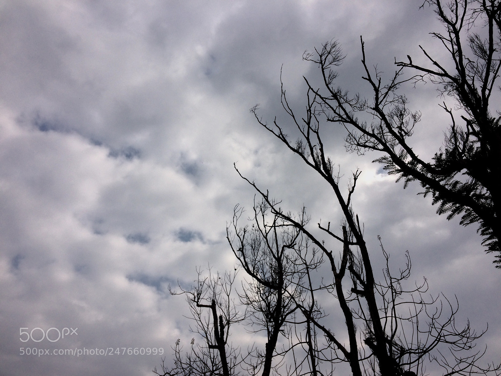 Apple iPhone 5s sample photo. Black trees photography