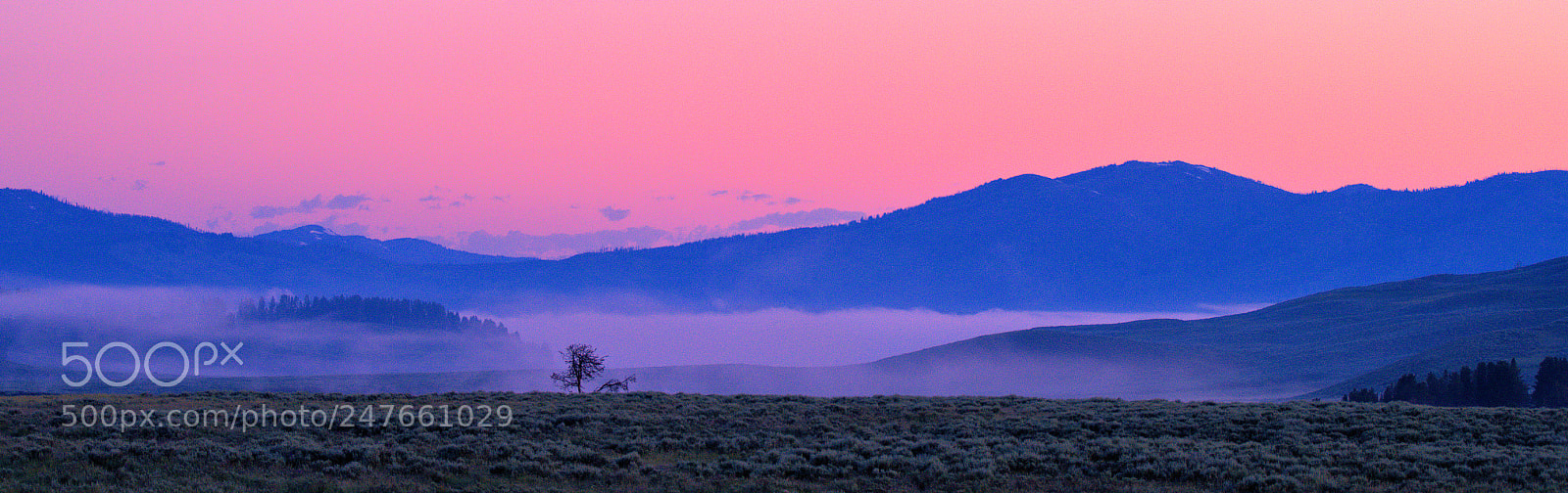 Olympus OM-D E-M1 Mark II sample photo. Morning love photography
