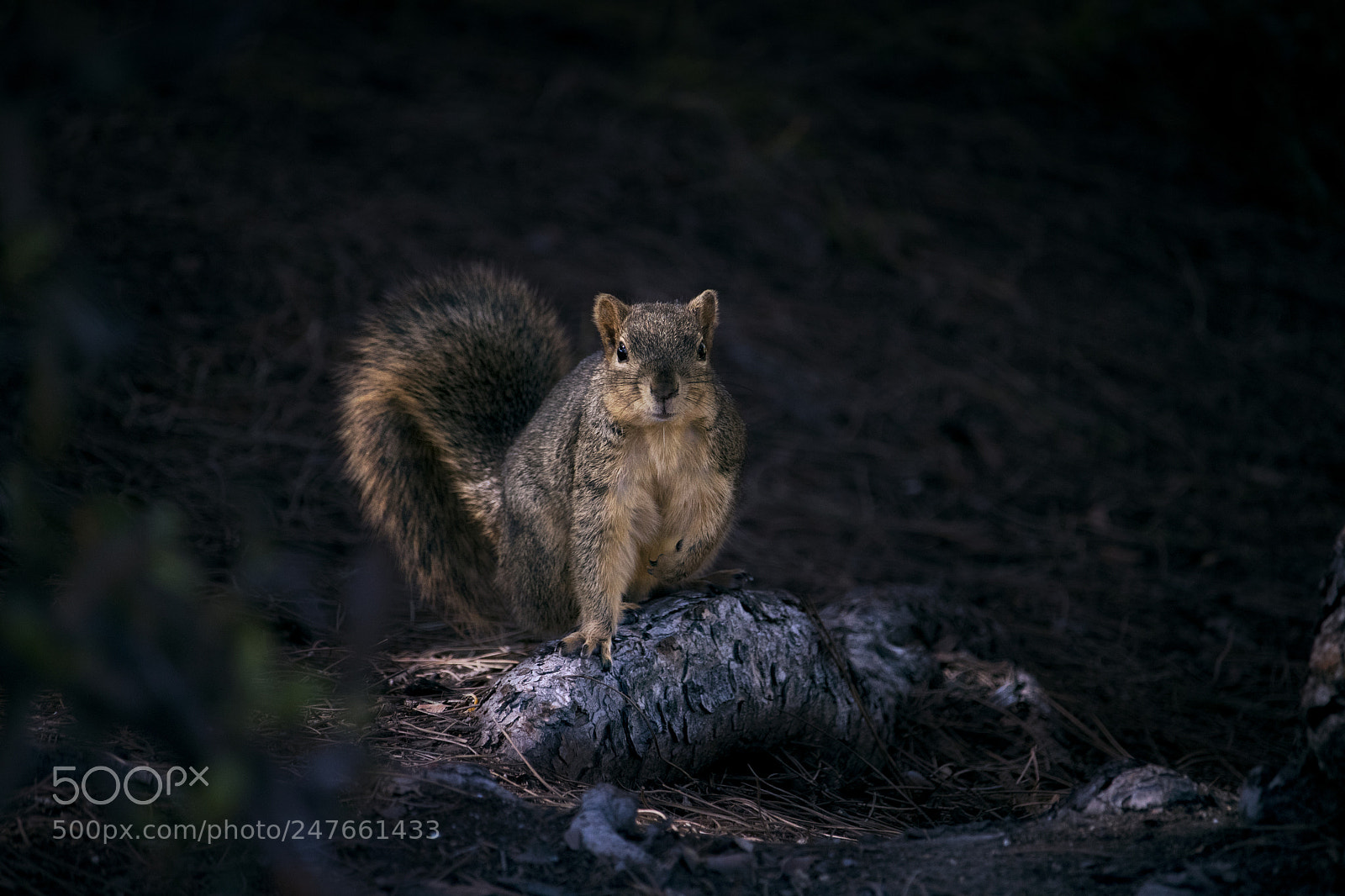Canon EOS 750D (EOS Rebel T6i / EOS Kiss X8i) sample photo. Squirrel in light photography