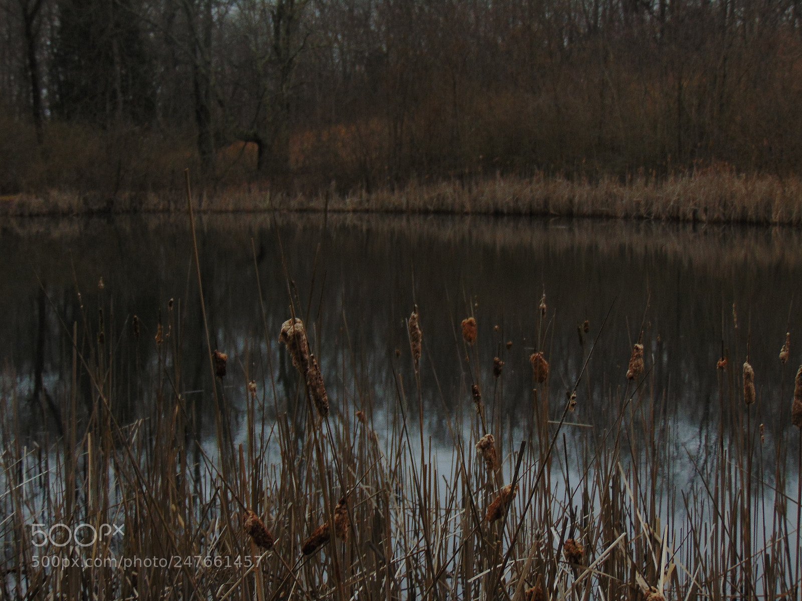 Sony Cyber-shot DSC-H300 sample photo. The pond photography