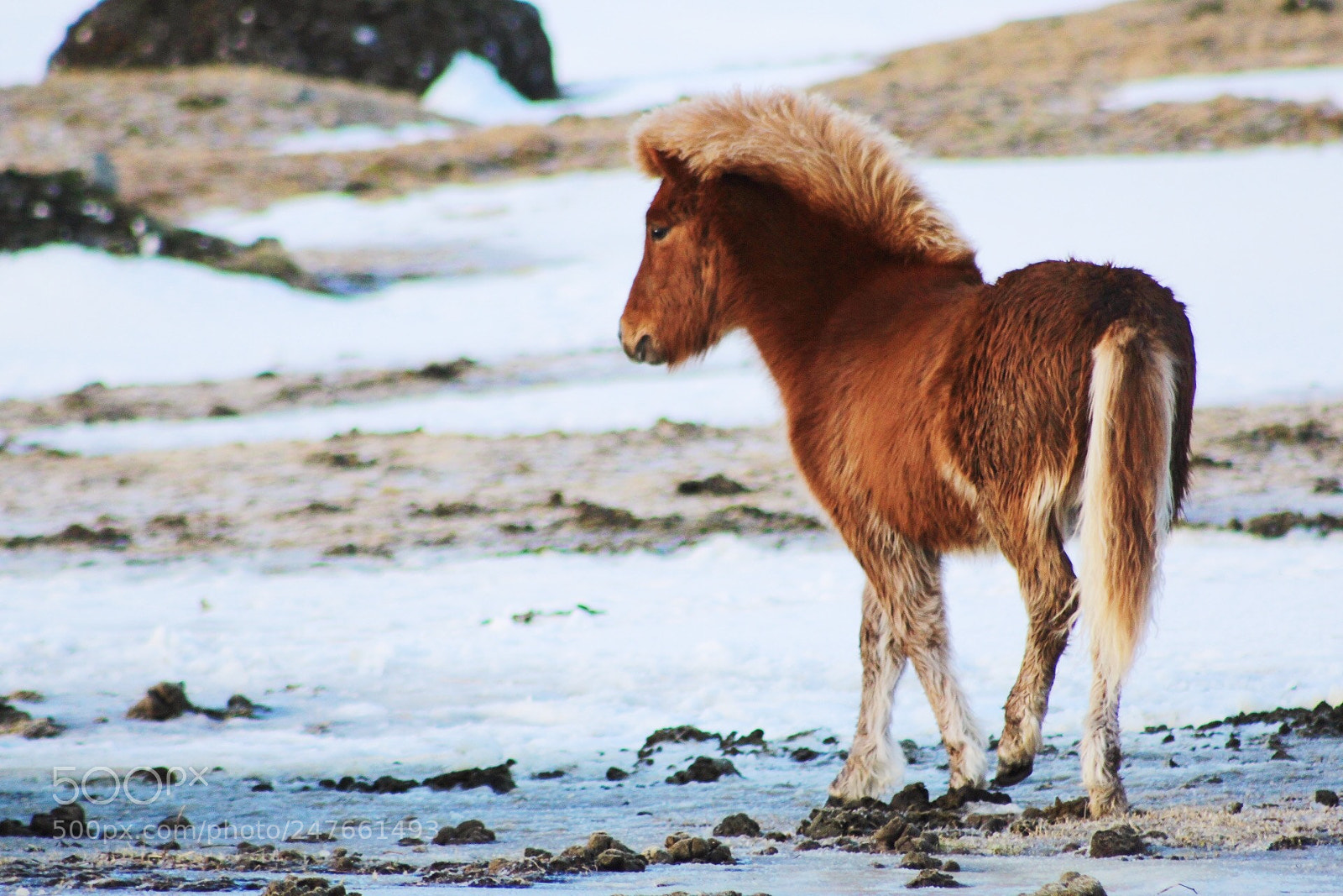 Canon EOS 1300D (EOS Rebel T6 / EOS Kiss X80) sample photo. Icelandic horse photography