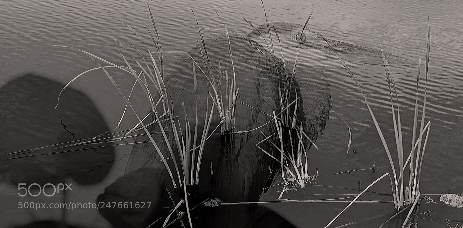 Pentax K-5 sample photo. Stare photography