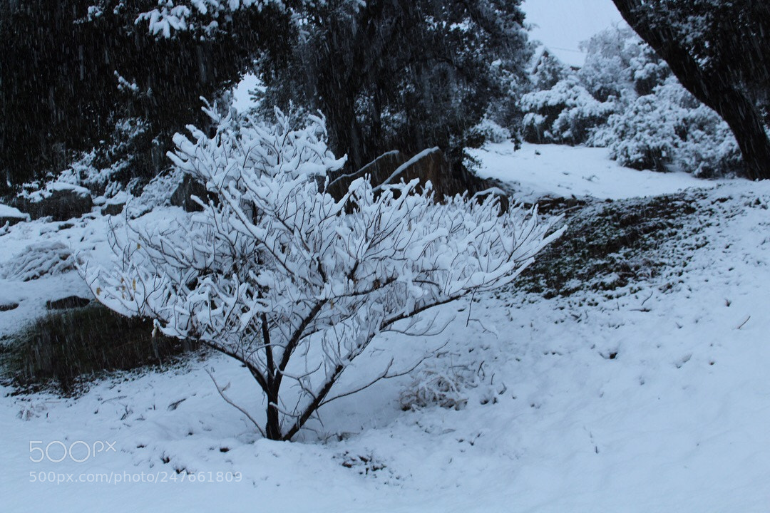 Canon EOS 1300D (EOS Rebel T6 / EOS Kiss X80) sample photo. Winter storm in descanso photography