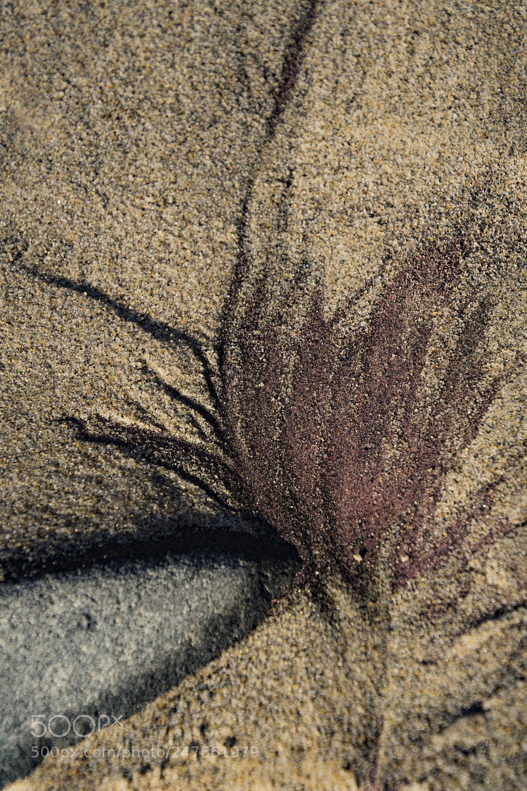 Nikon D500 sample photo. Lines in the sand photography