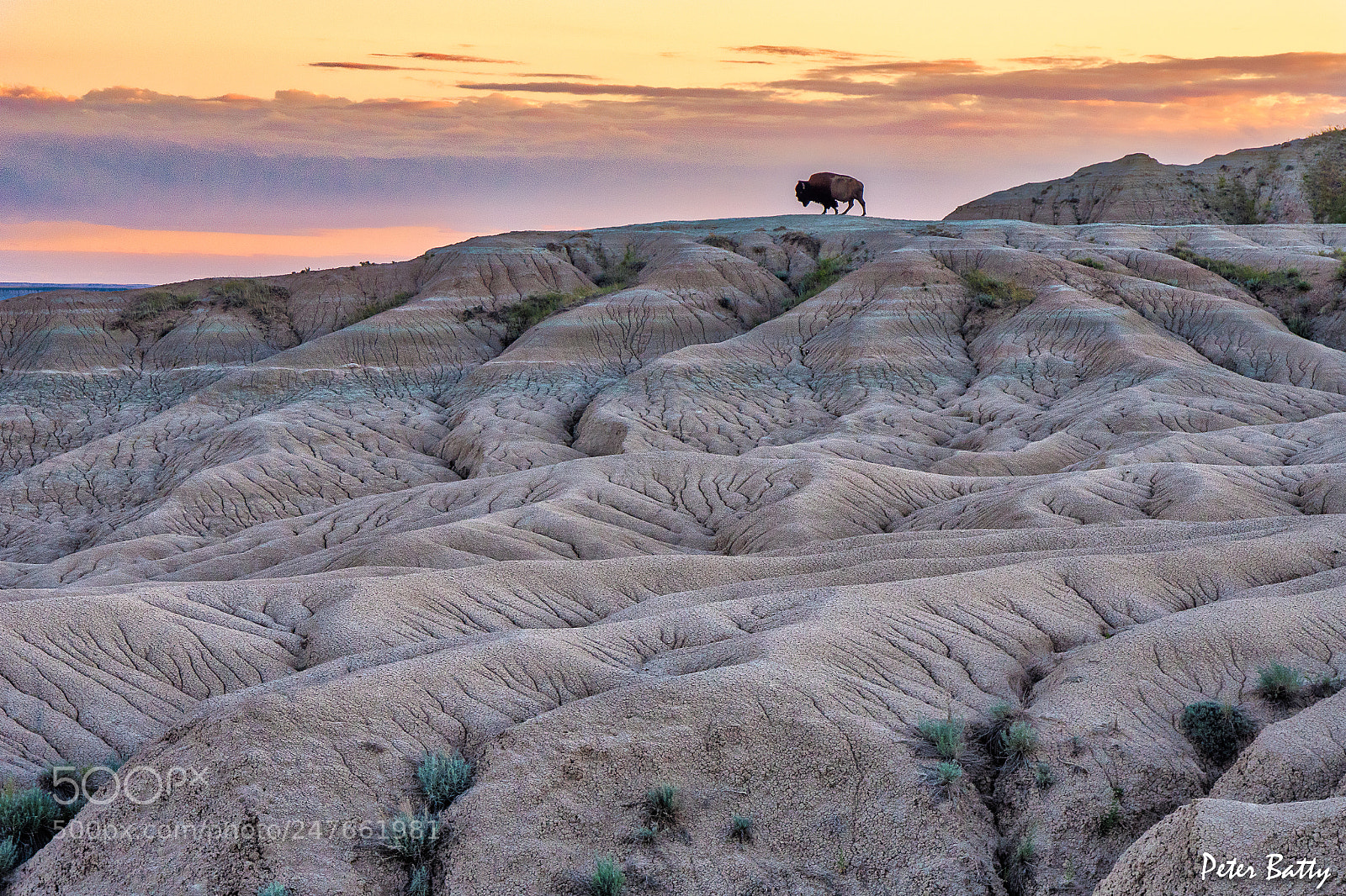 Panasonic Lumix DMC-GX8 sample photo. Bison in the badlands photography