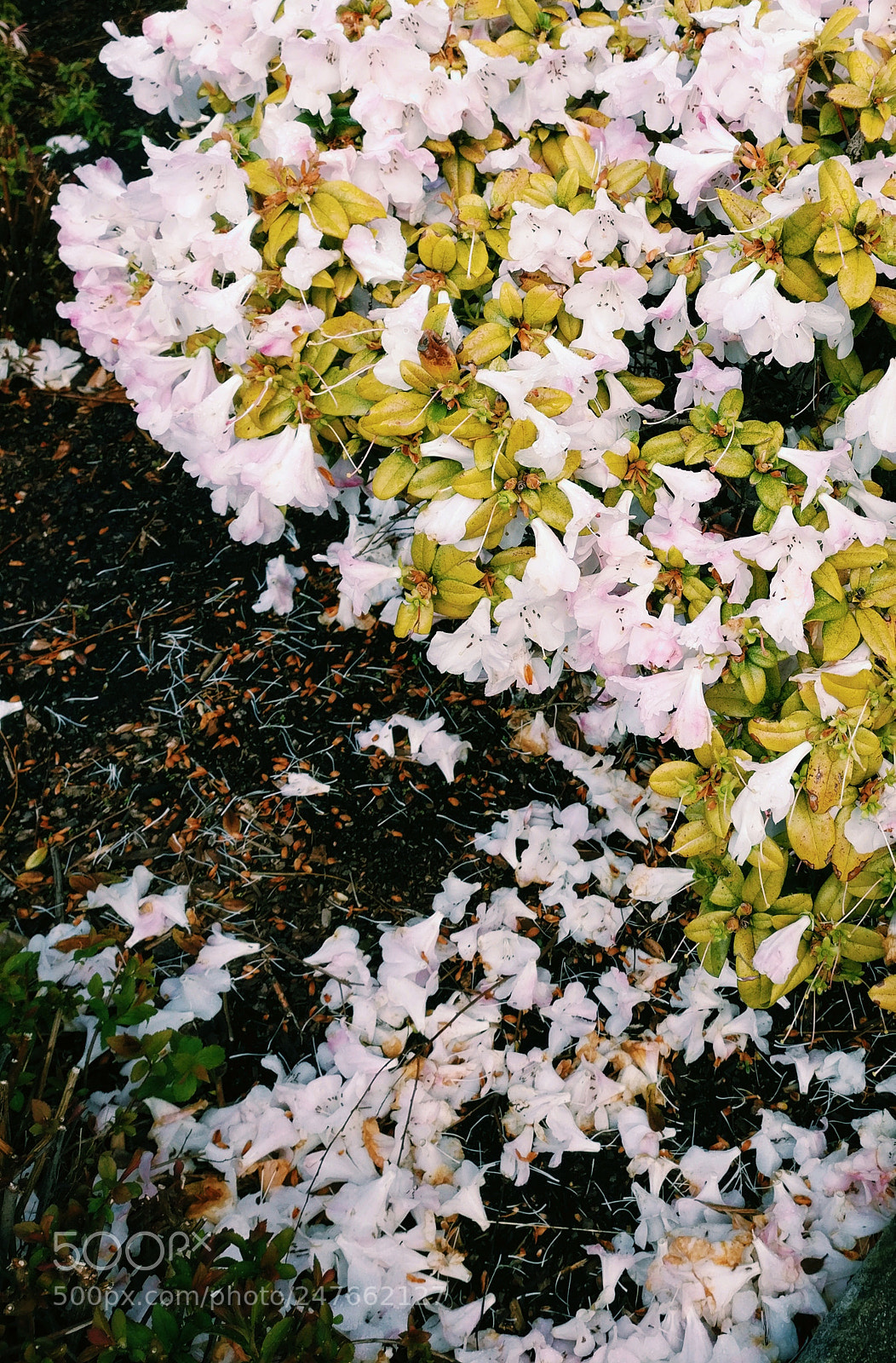 OnePlus A3000 sample photo. Untitled photography