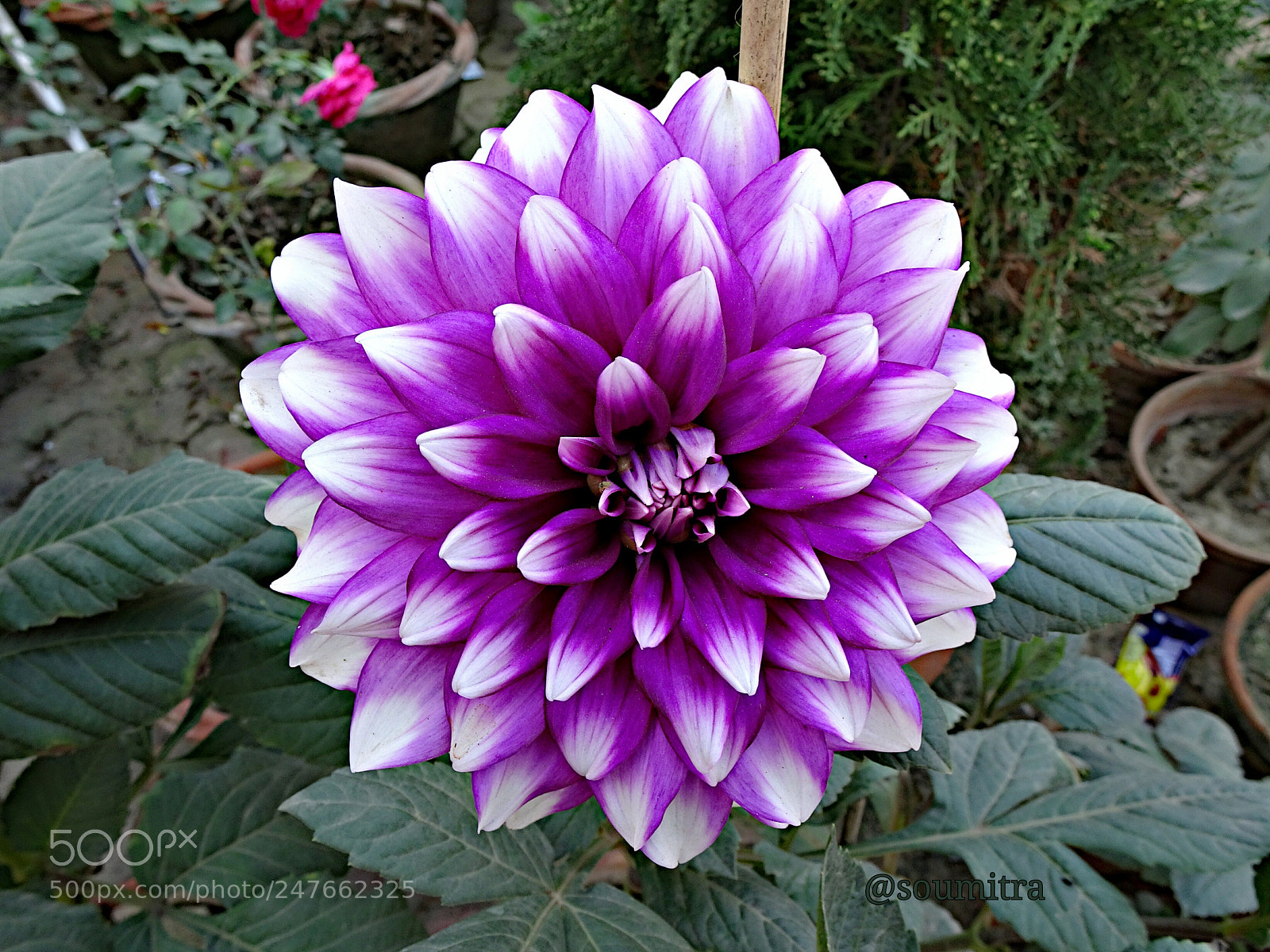 Sony Cyber-shot DSC-HX90V sample photo. Dalia photography