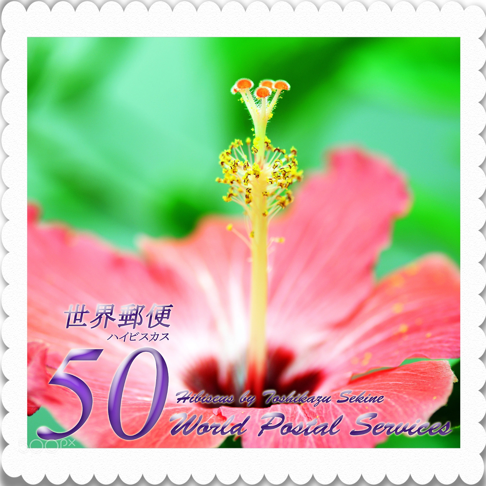 Nikon D800 sample photo. Hibiscus photography