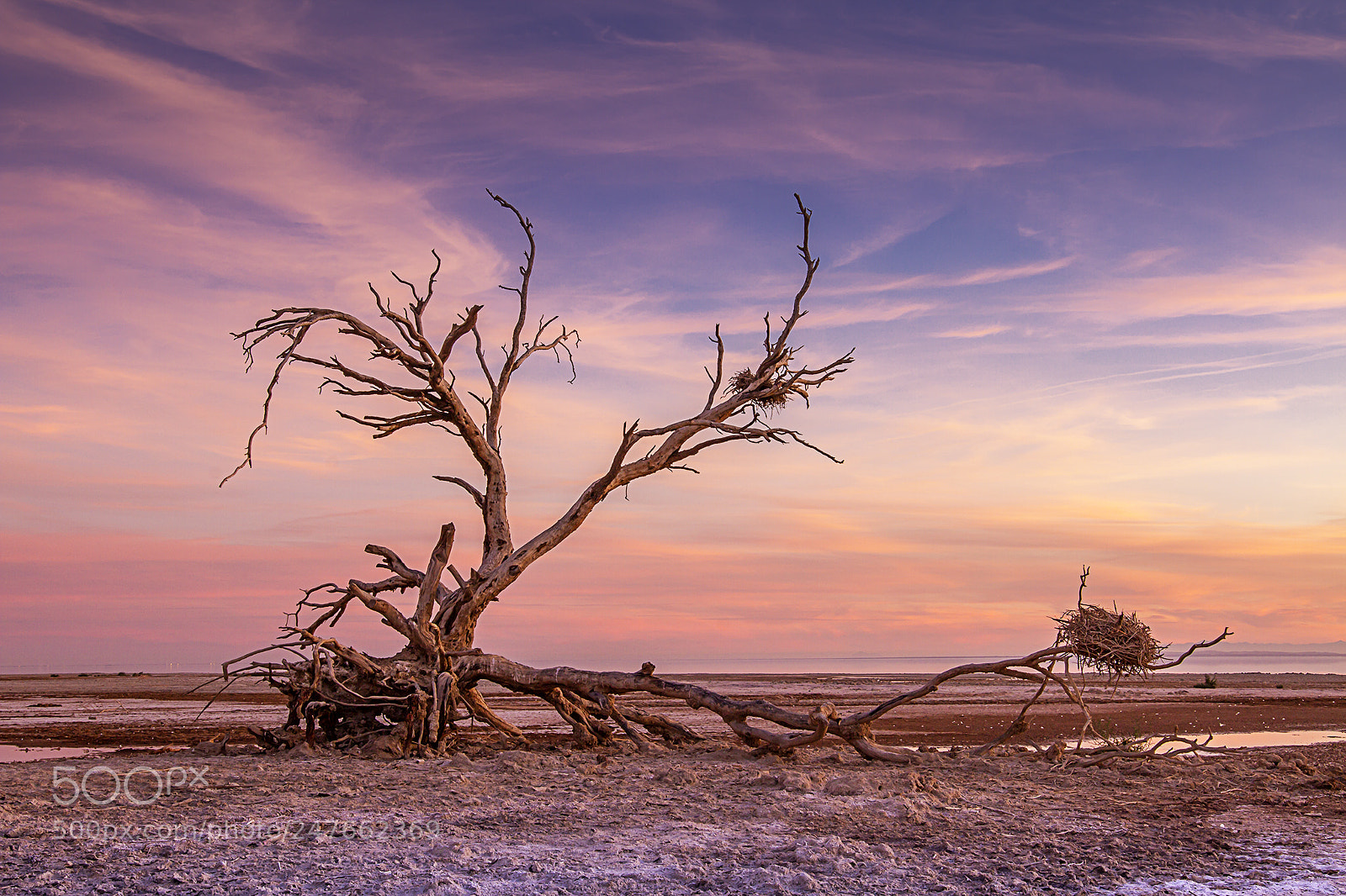 Canon EOS 7D sample photo. Dead tree & birds nest photography