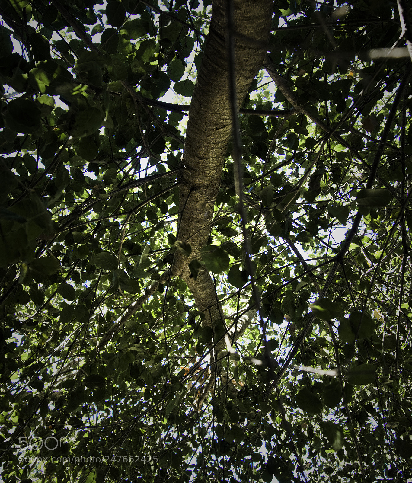 Sony a6300 sample photo. Shade photography
