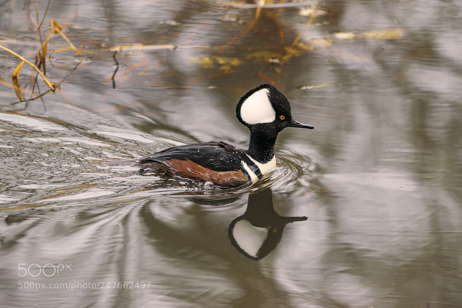 Nikon D800E sample photo. Hooded merganser male photography