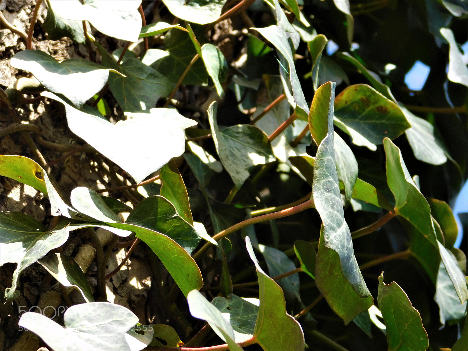 Nikon Coolpix B500 sample photo. Vines photography