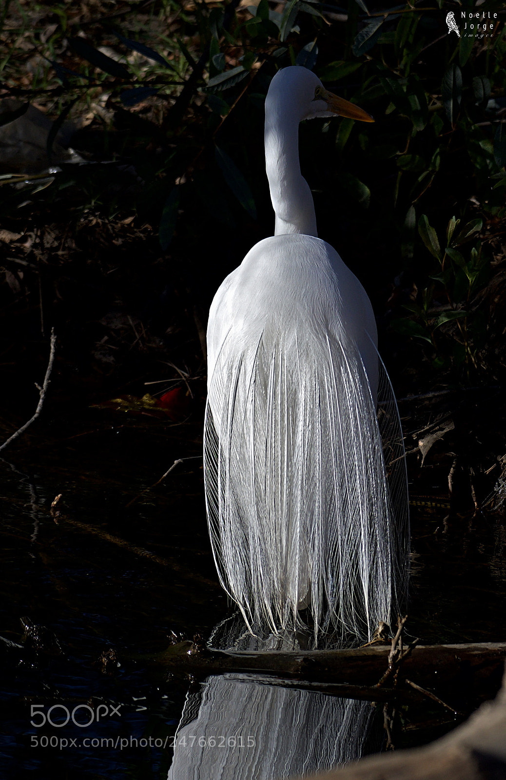 Nikon D500 sample photo. Spellbinding white beauty  photography