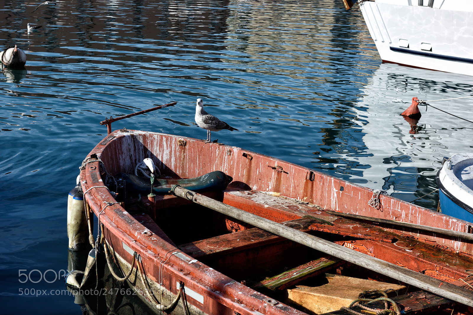 Nikon D810 sample photo. In sky and earth photography