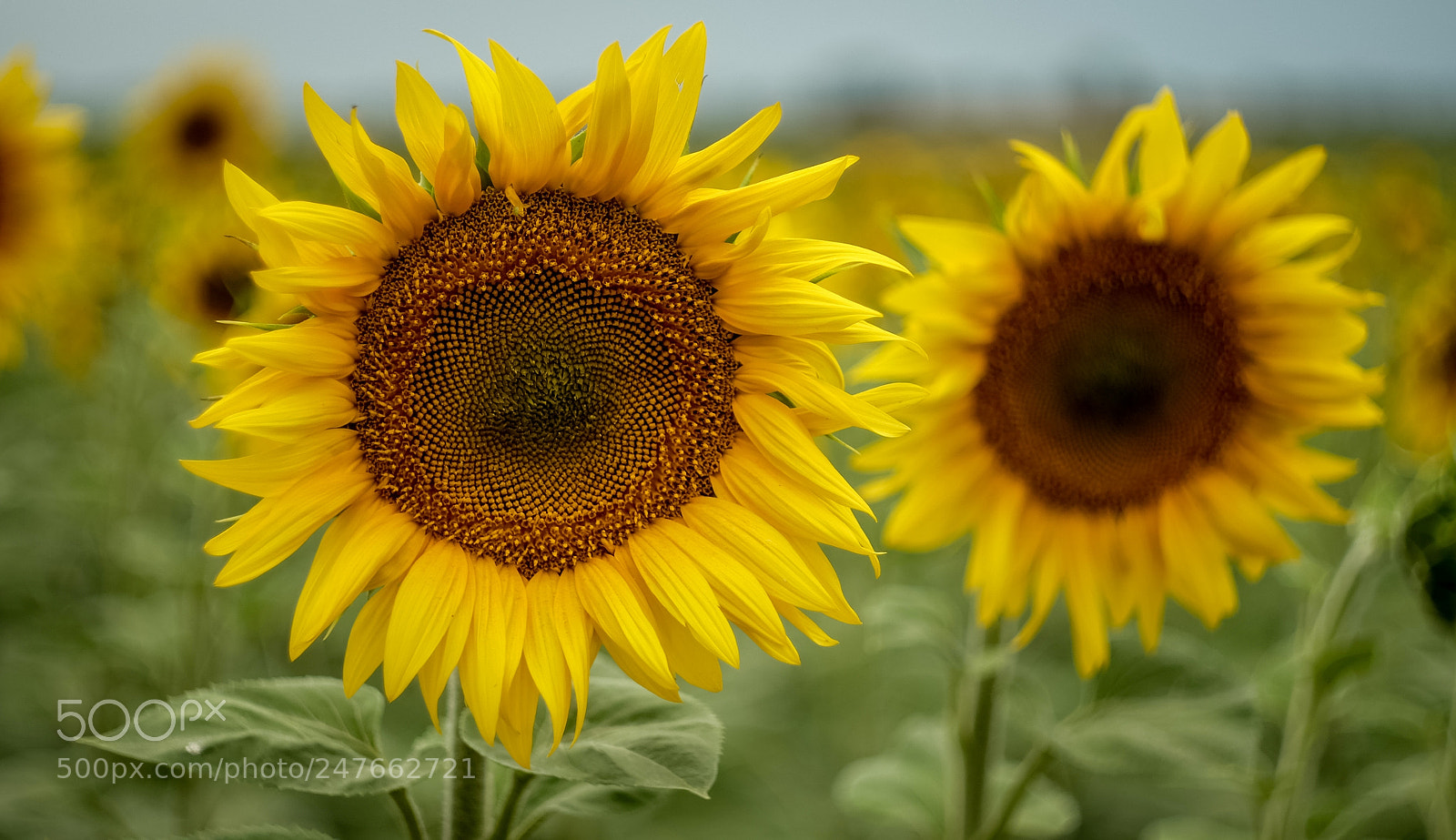 Fujifilm X-A1 sample photo. Untitled photography