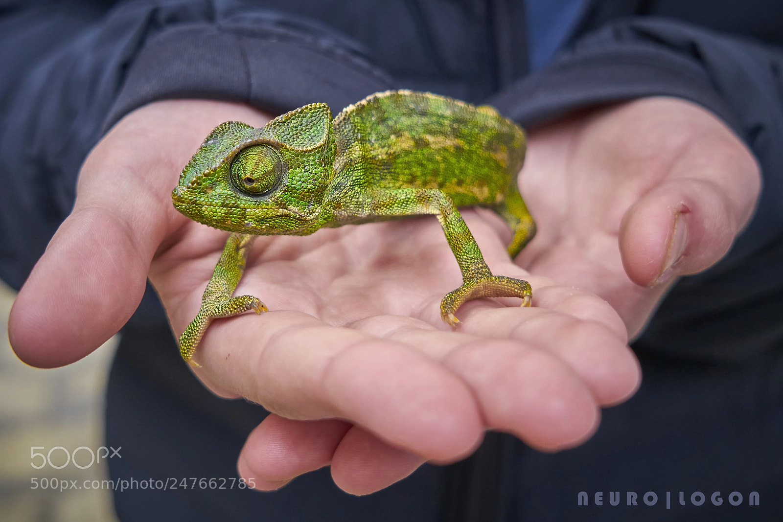Sony a7R II sample photo. Chameleon photography