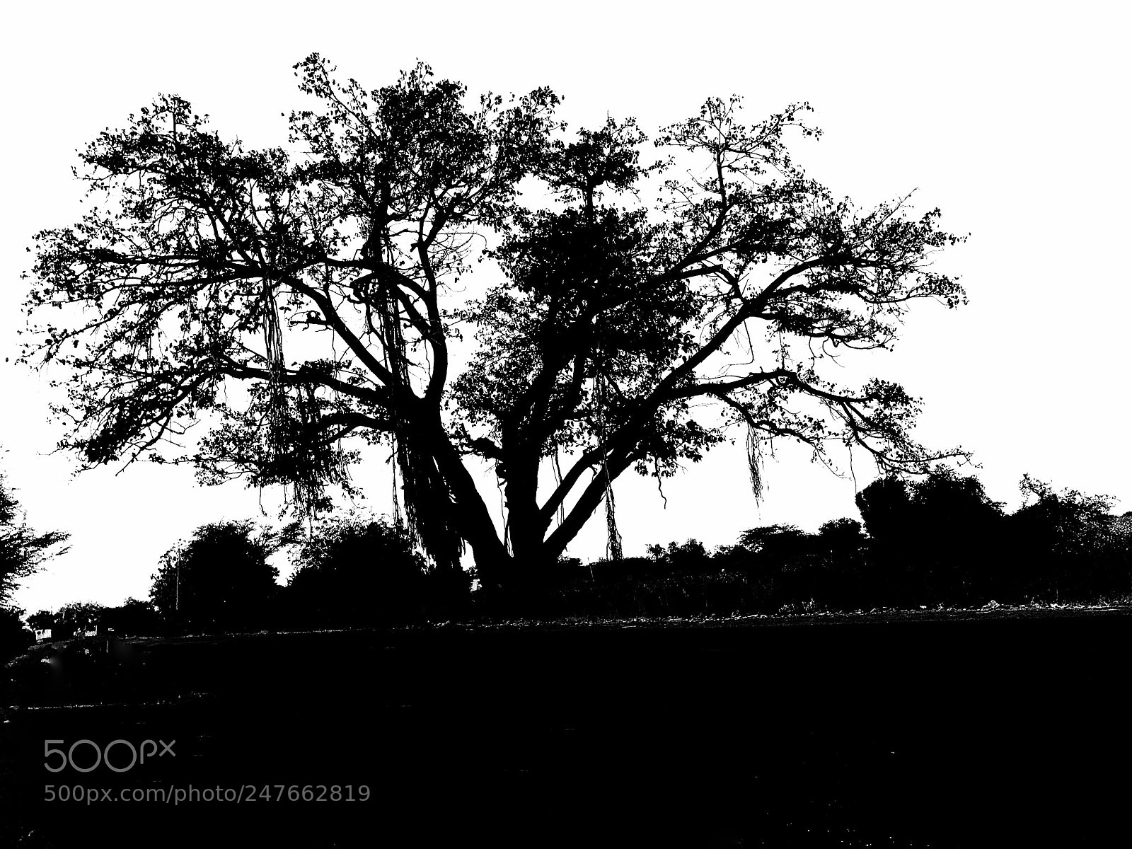 Apple iPhone 7 sample photo. The big tree photography