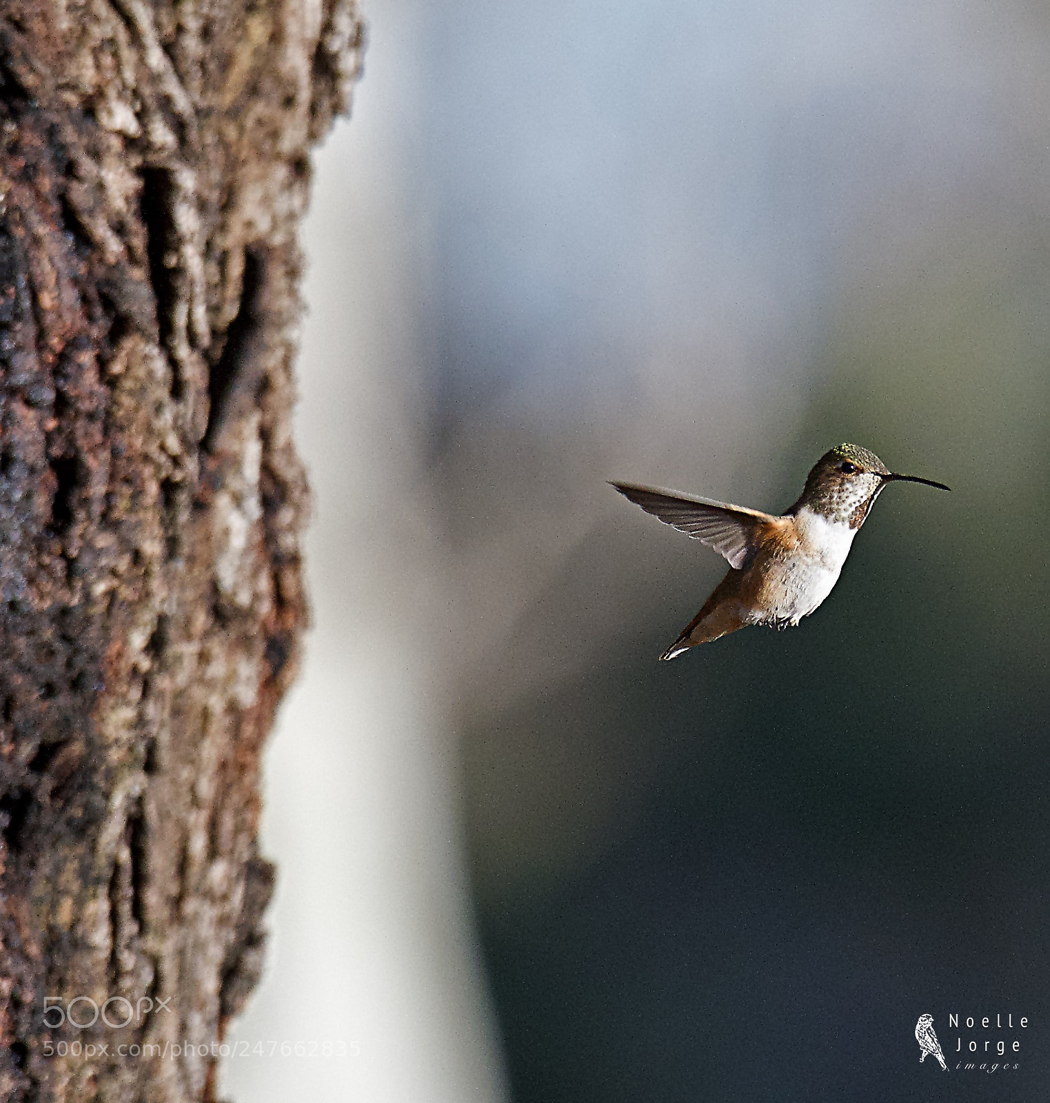 Nikon D500 sample photo. Tiny flyer photography