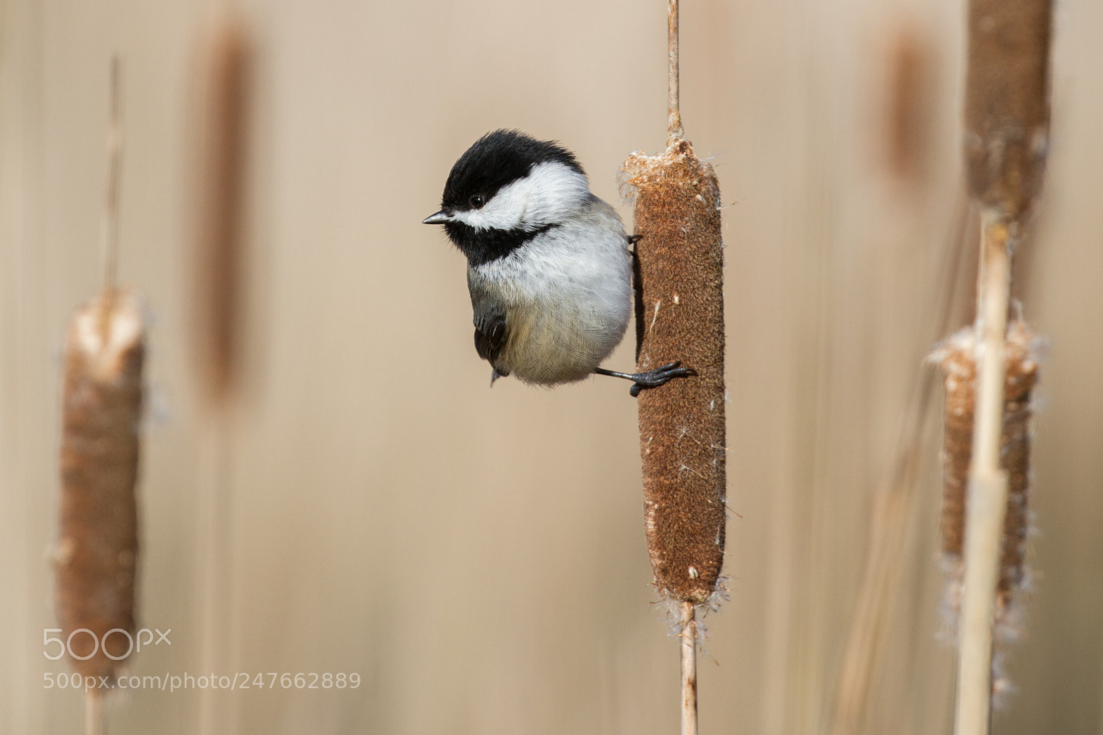 Canon EOS 7D sample photo. Black-capped chickadee photography