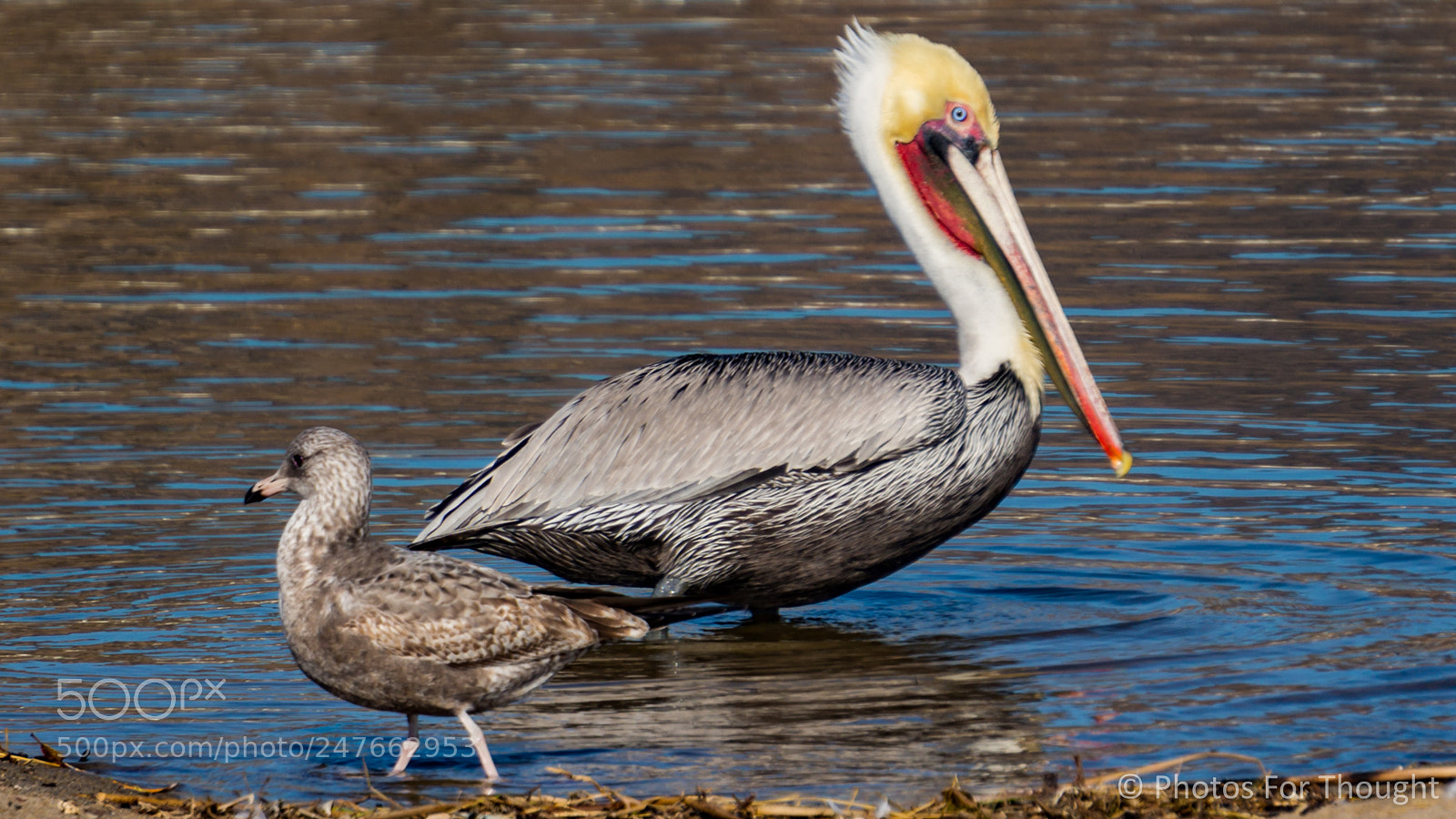 Sony Alpha NEX-5R sample photo. Stare off photography