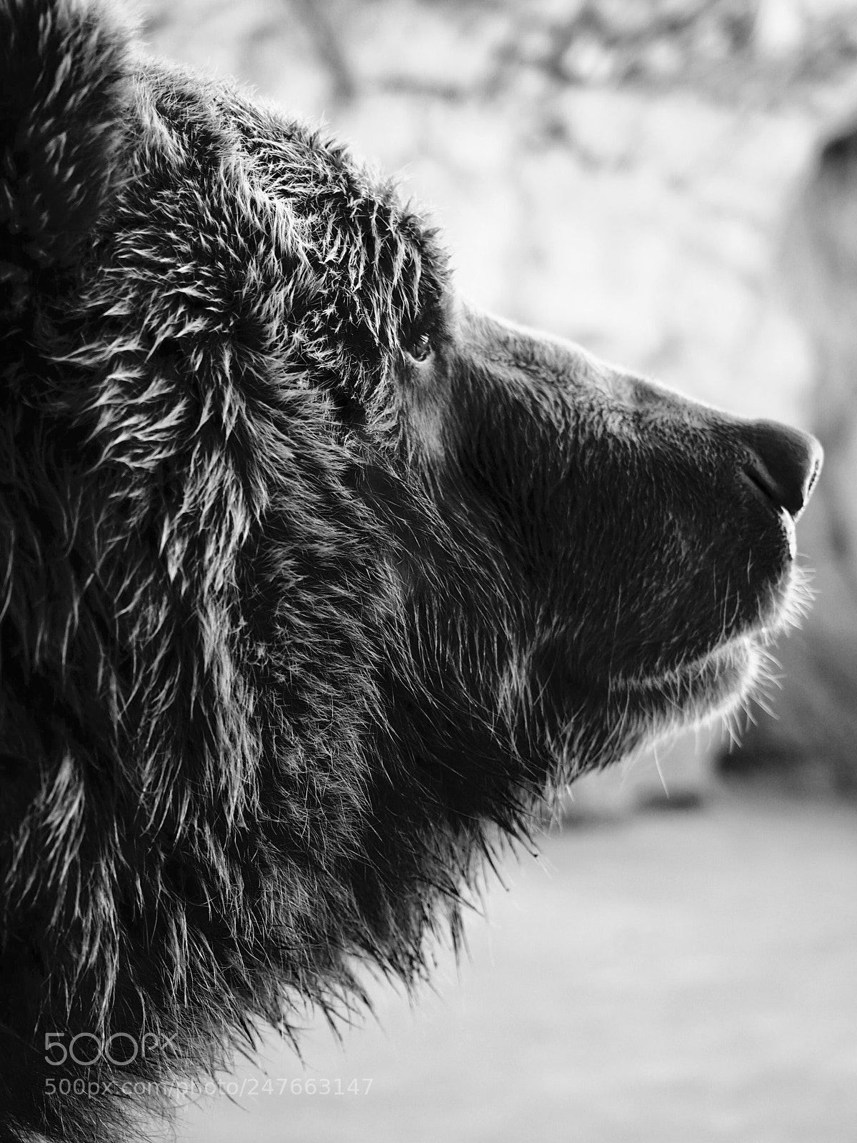 Olympus OM-D E-M5 II sample photo. Bear. photography
