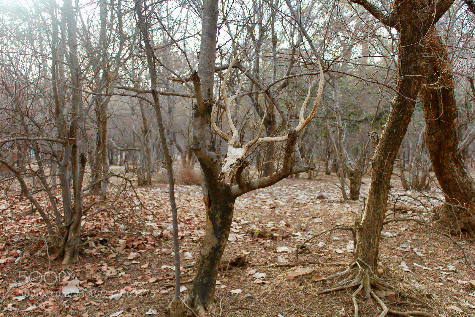 Canon EOS 1200D (EOS Rebel T5 / EOS Kiss X70 / EOS Hi) sample photo. Deer skelton photography