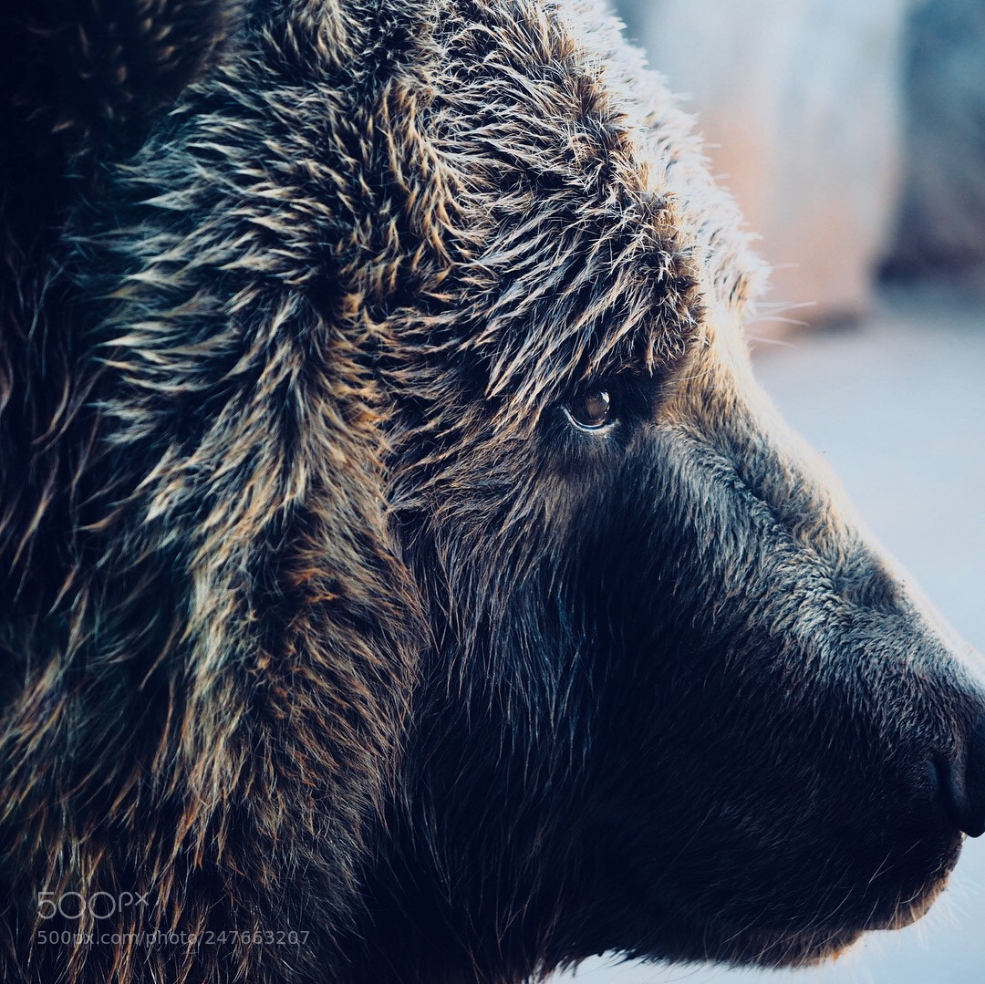 Olympus OM-D E-M5 II sample photo. Bear portrait photography